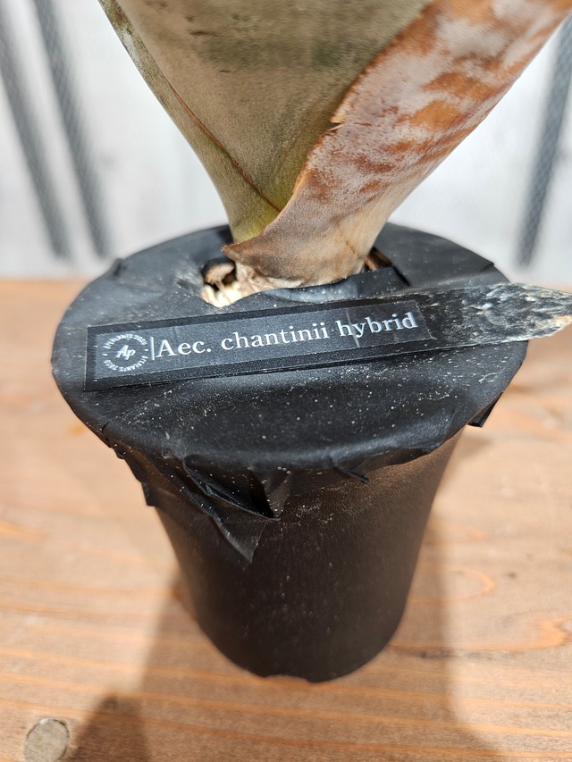 Aechmea chantinii Hyb【artPLANTs/PLANTSGARAGE】エクメア/Aechmea