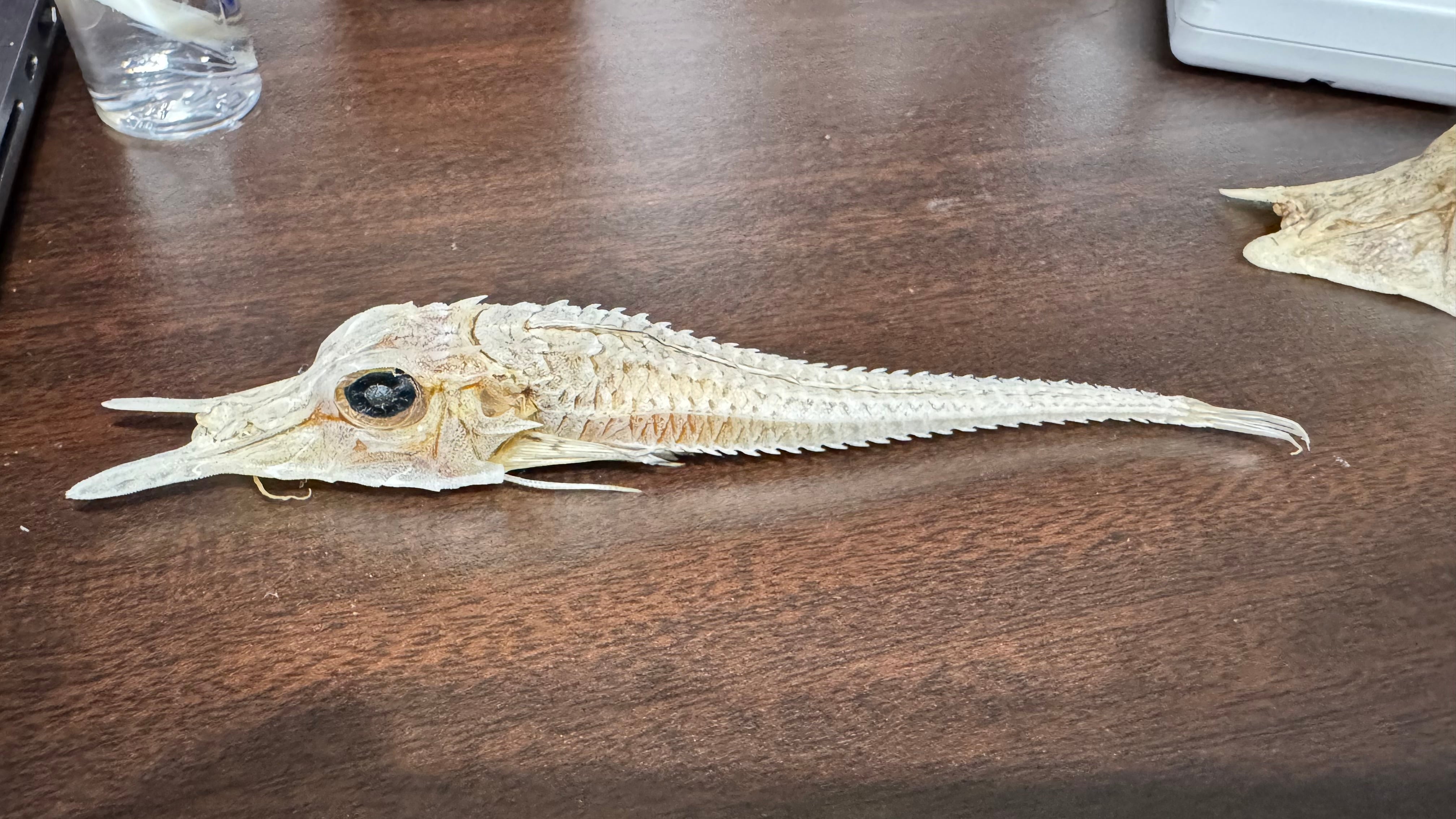 ウミテング 乾燥標本①　海　魚　レア　標本 ウミテング 乾燥標本① 海 魚 レア 標本 ウミテング 乾燥標本① 海 魚