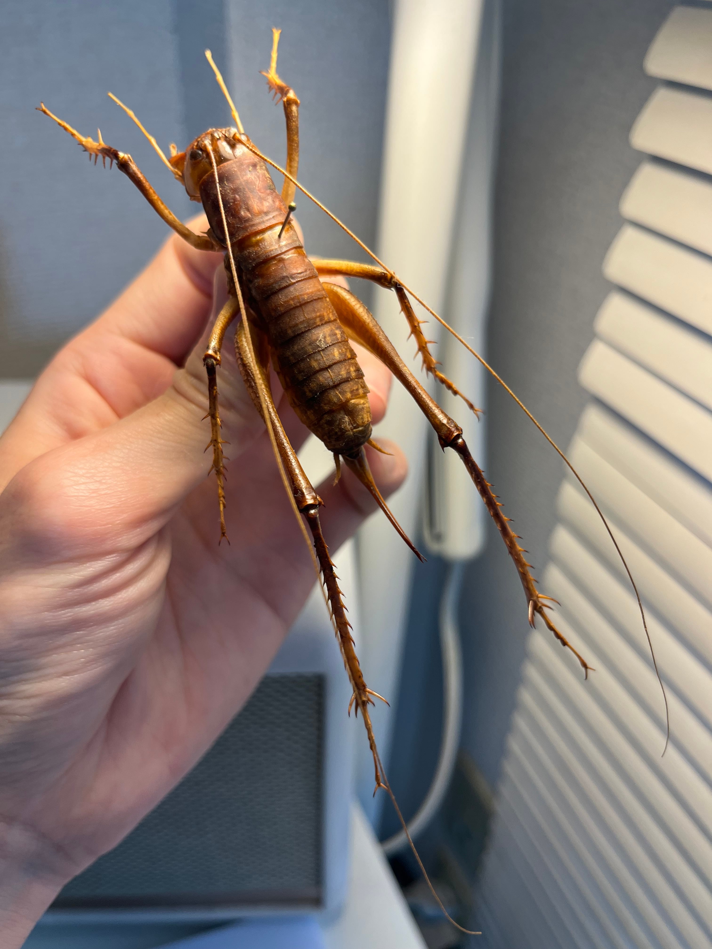 マキバネコロギス 昆虫標本バッタ キリギリスコロギスリオック直翅類