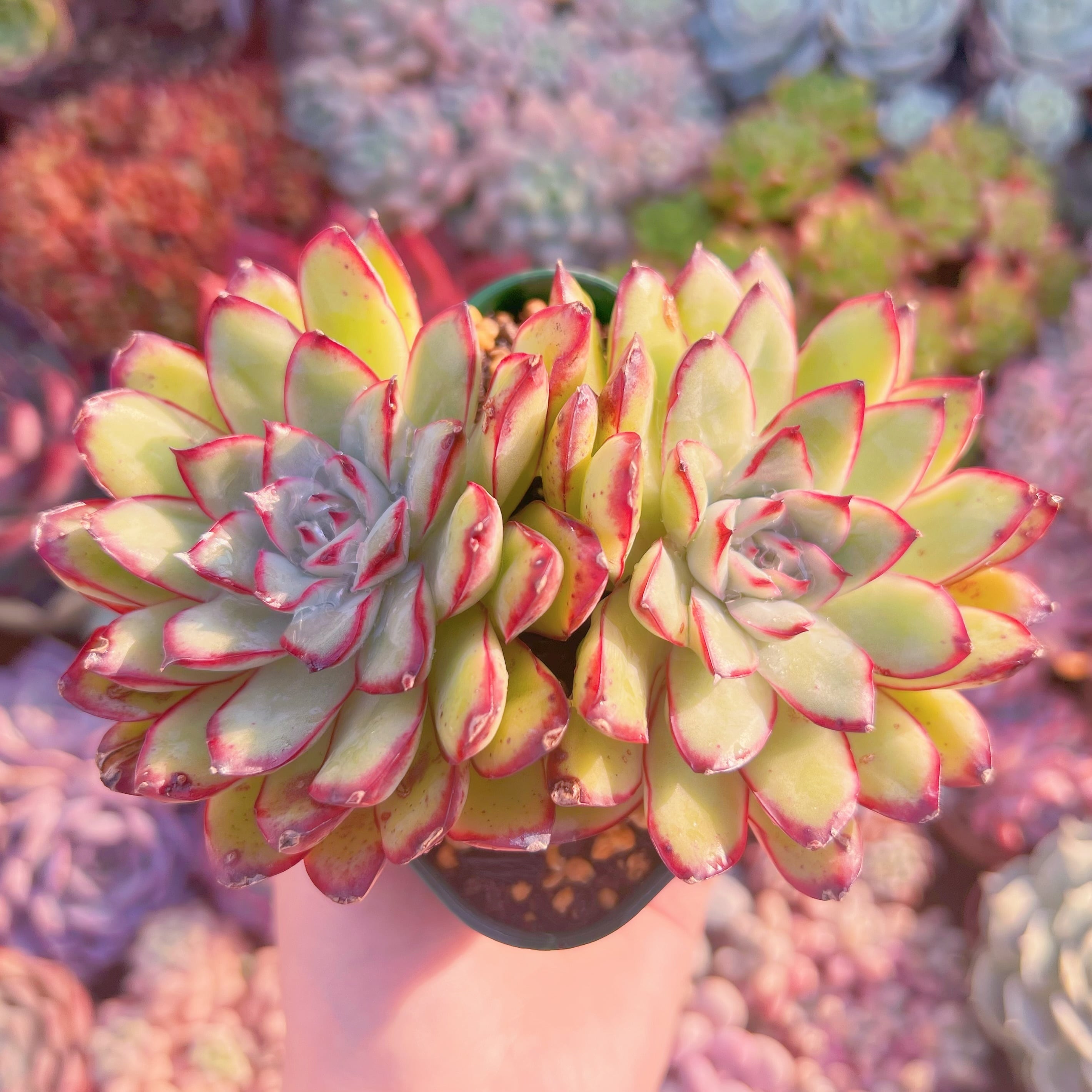 現品　メキシコプリトニス#605    群生　訳あり　るる農園