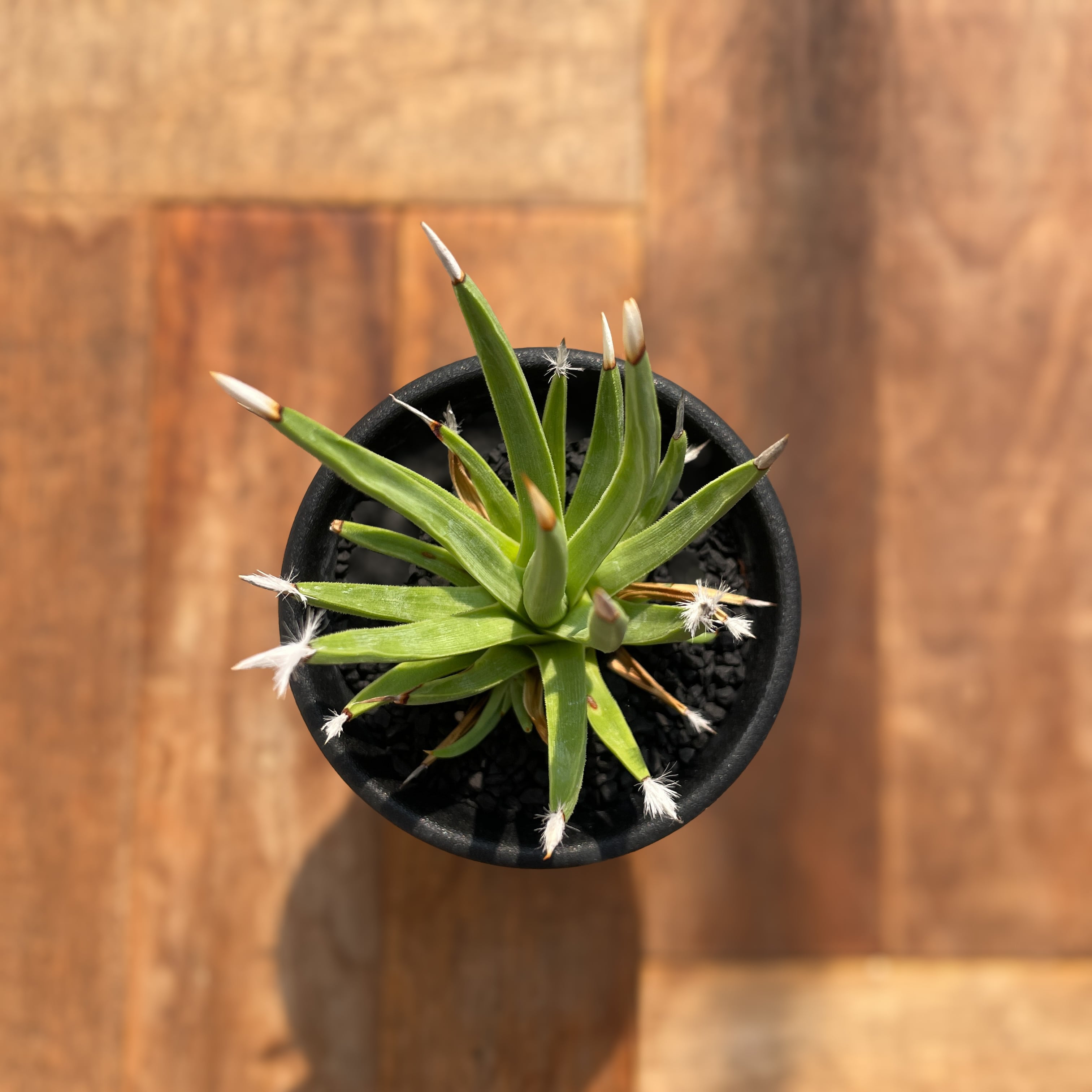 Agave albopilosa 【アガベ・アルボピローサ】 | RIMO'S GREEN