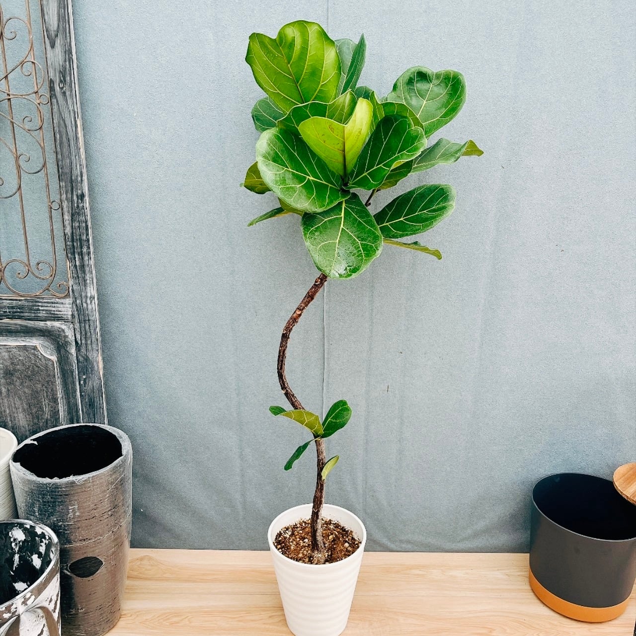 現品］5番 カシワバゴムノキ フィカス リラータ 曲がり 7号 観葉植物