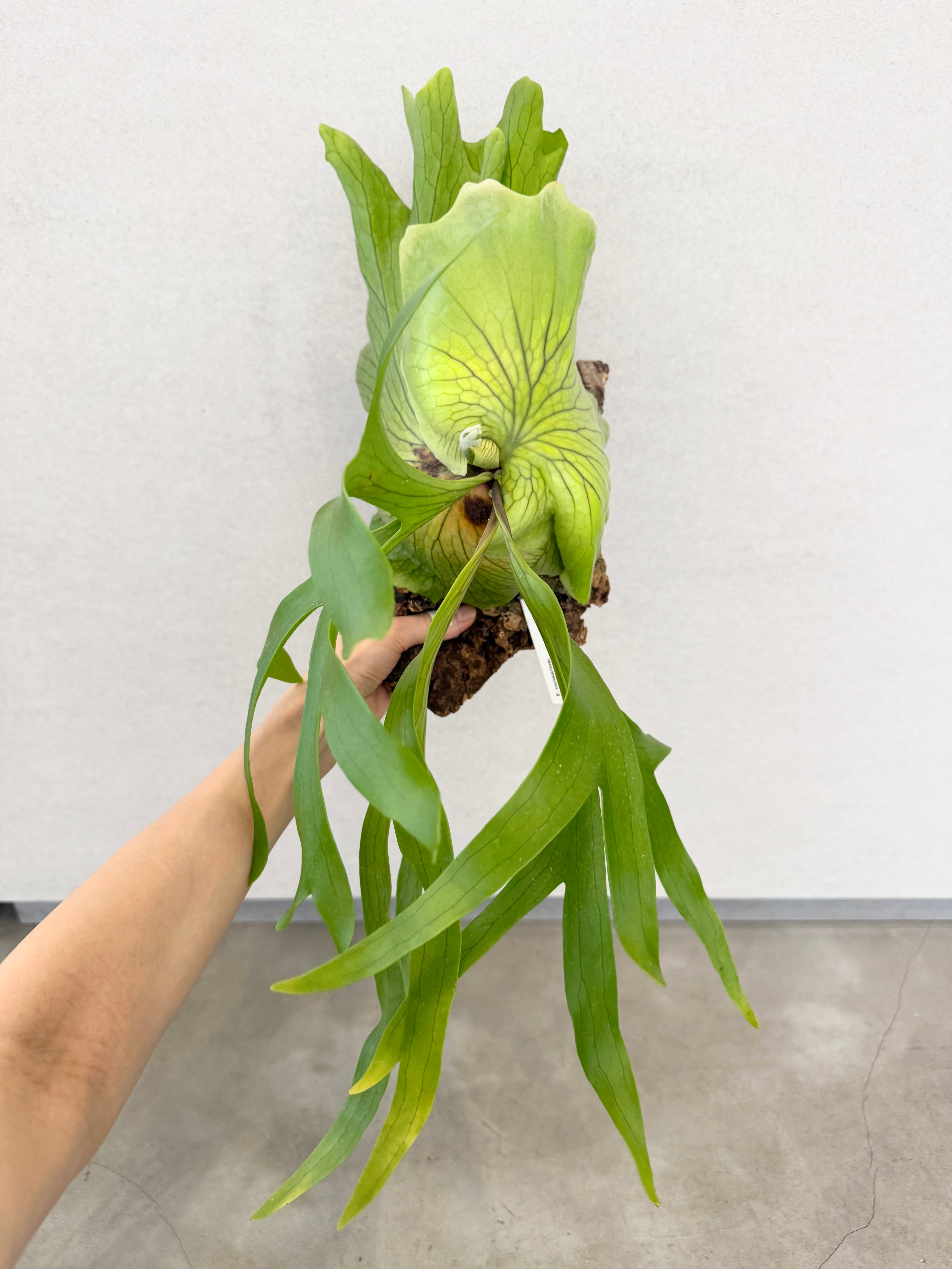 Platycerium_ビカクシダ | vandaka plants