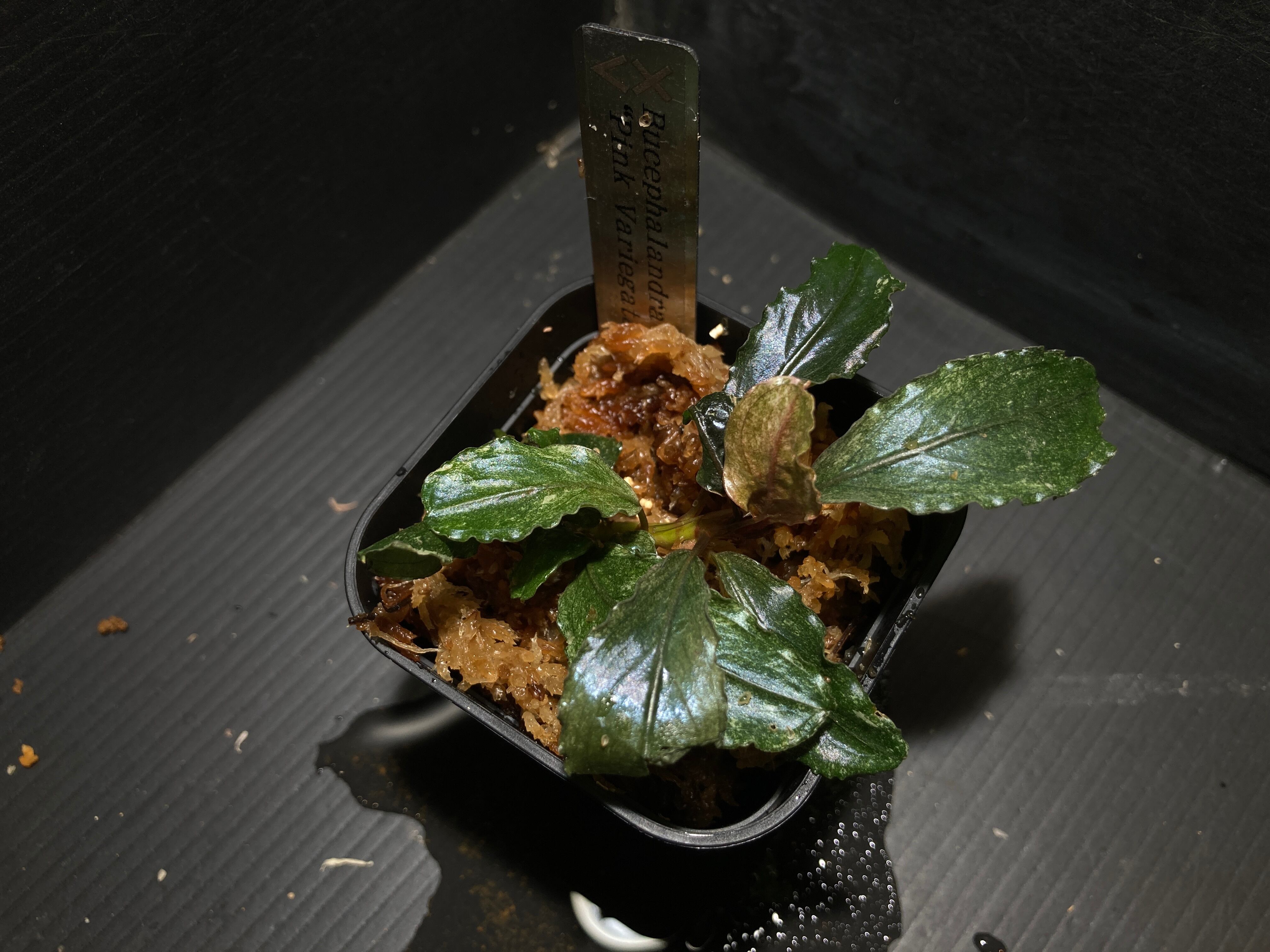 ブセファランドラ | AquaFocus