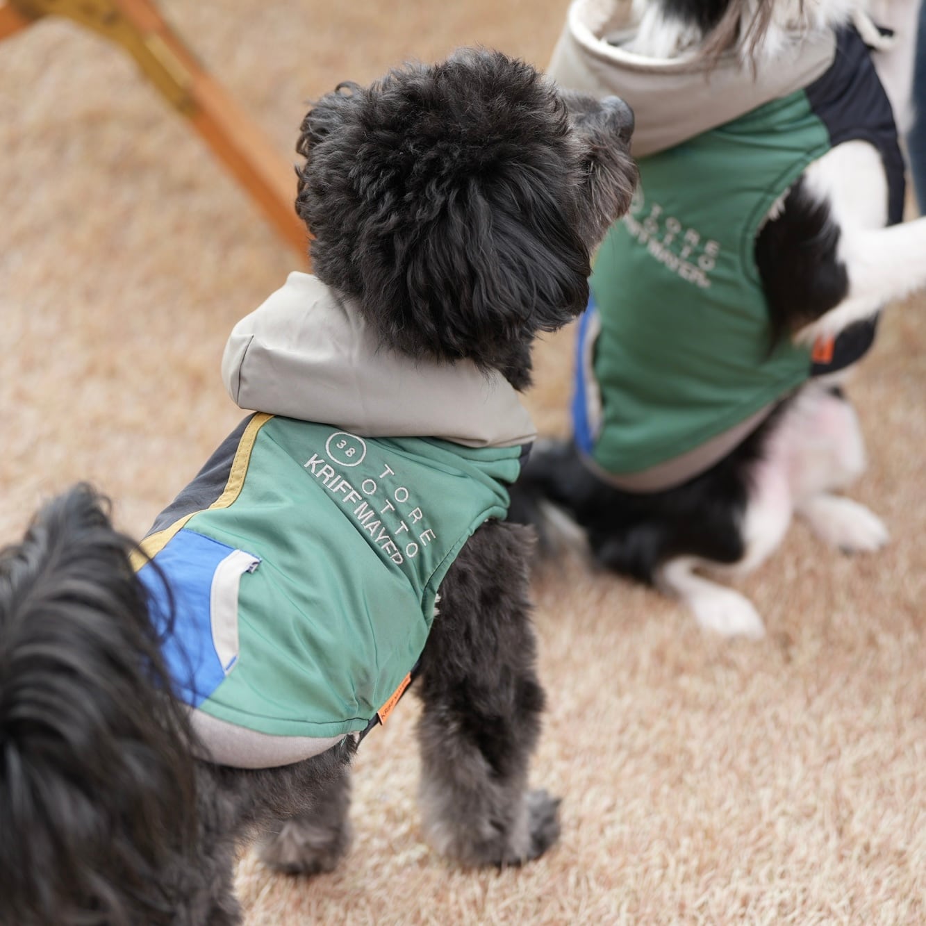 sold out ペットウェア ドッグウェアCP対象】DOGひっくりベスト（MULTI-COLOR） | 38explore