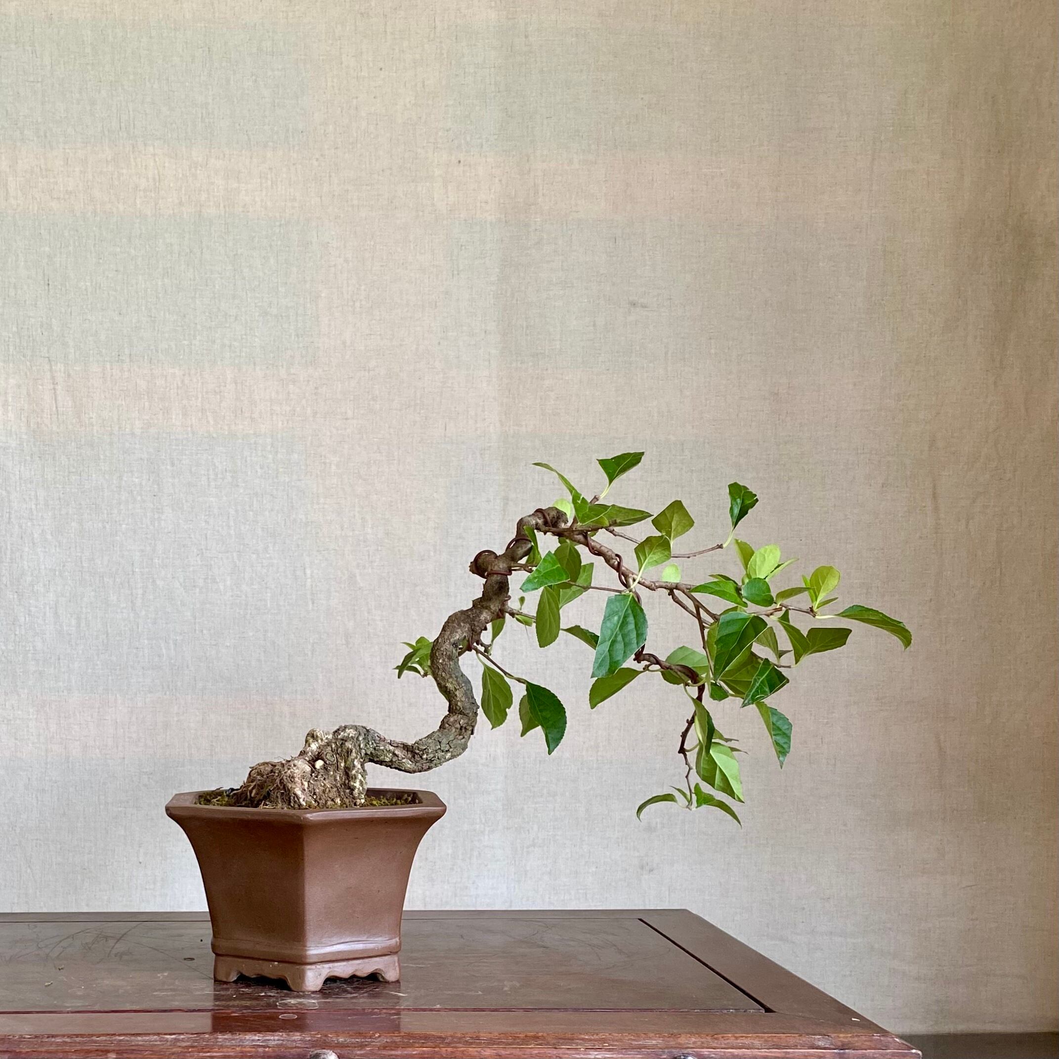 ツルウメモドキ（高さ 18cm、幅 43cm）実物盆栽 | BONSAI Labo ウエブ