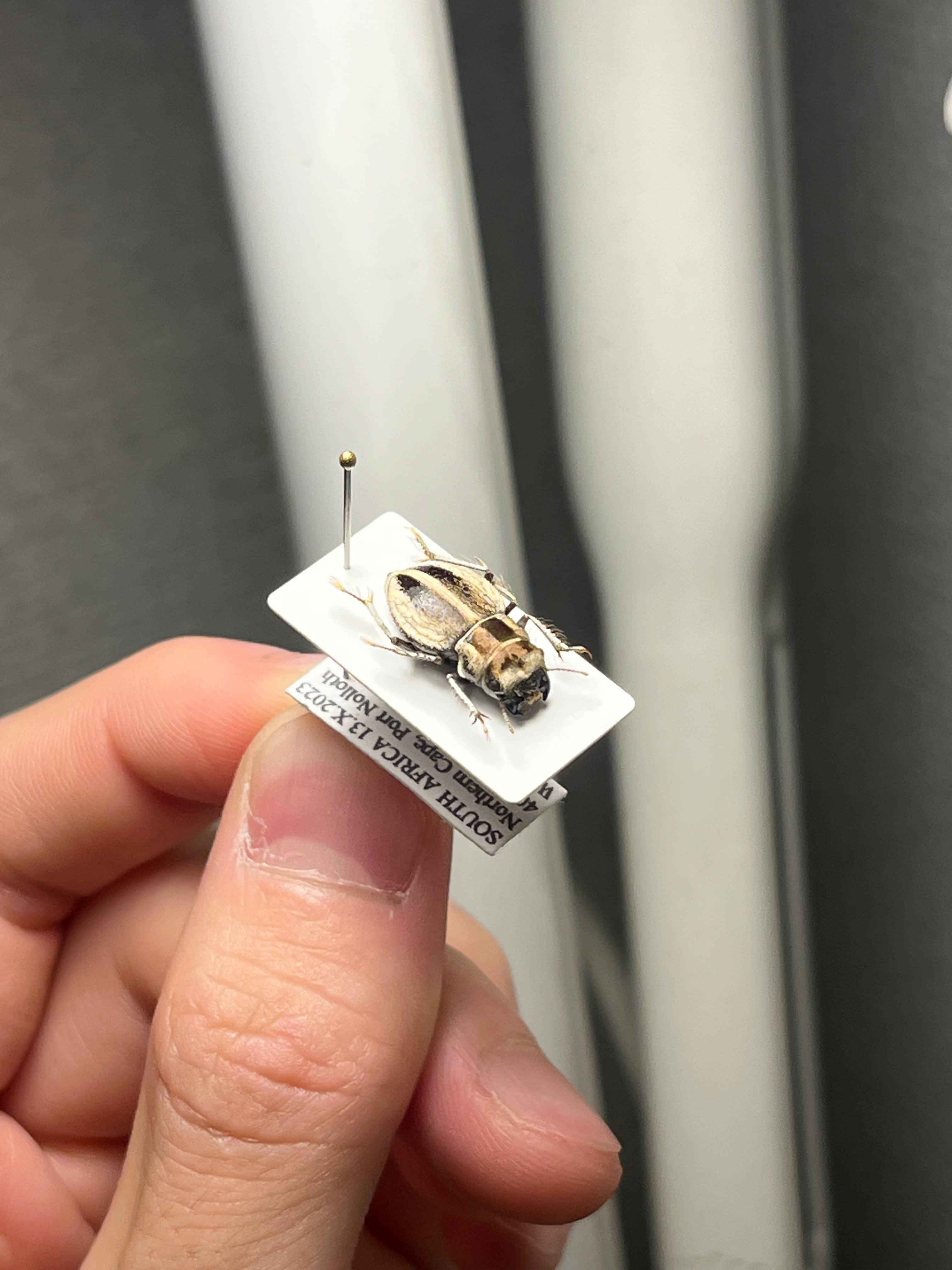 14mm♀】クワガタモドキゴミムシダマシ Calognathus chevrolati 昆虫