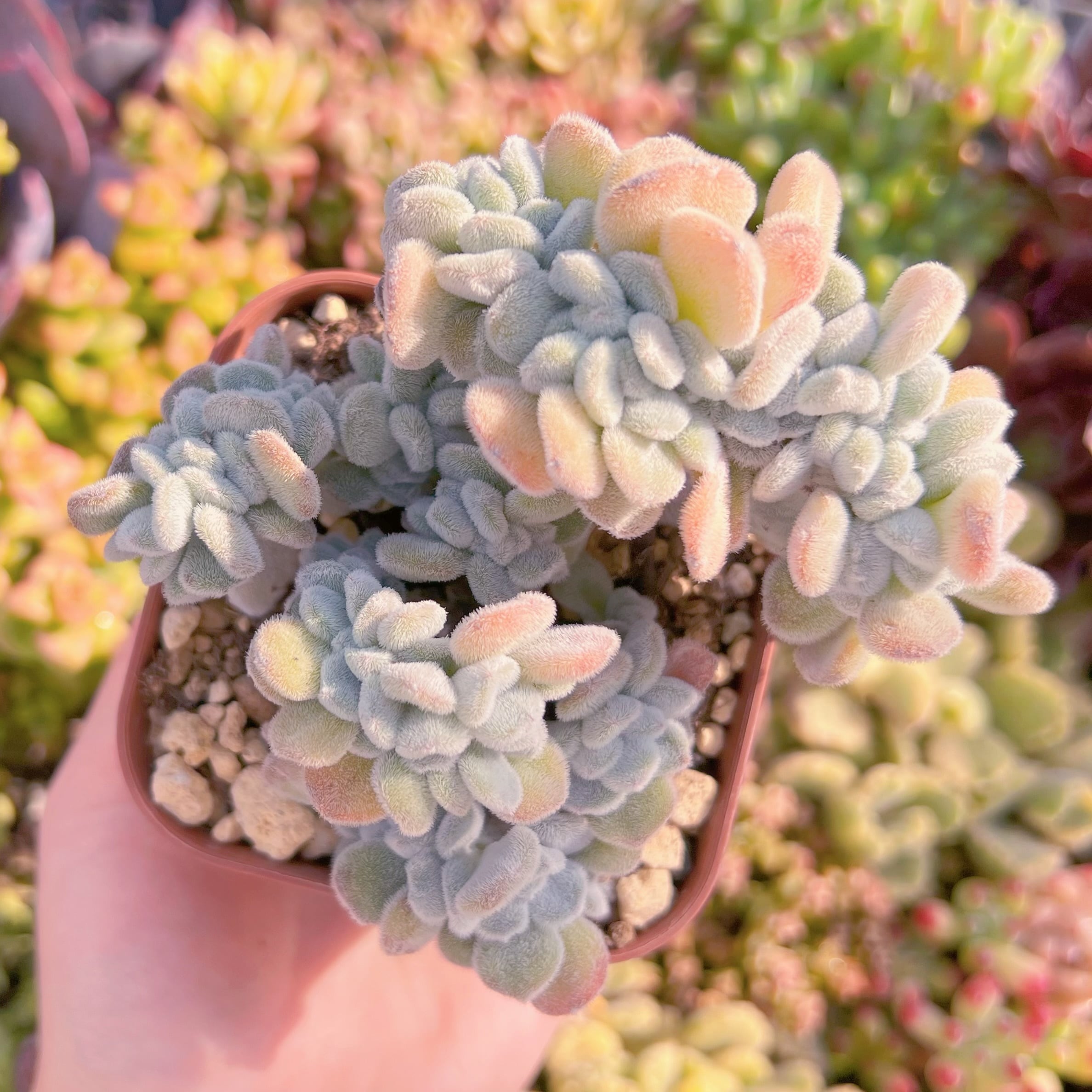 現品　雪晃星綴化#K141　大苗　るる農園