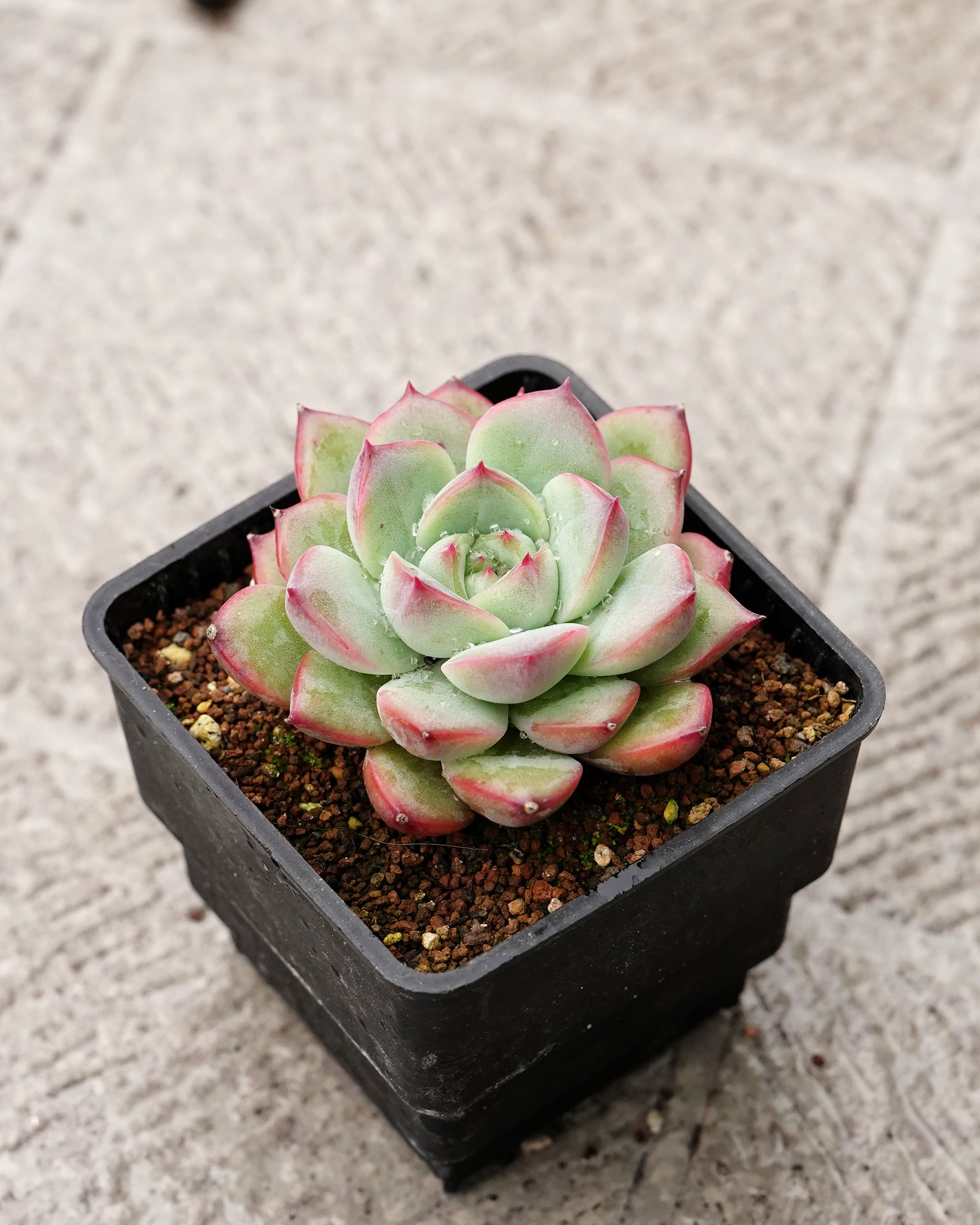 抜き苗 ハオルチア 水中月錦 ミックス斑 ミニ株 Haworthia 'Shui Zhong