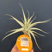 チランジア　アルビダ【68】