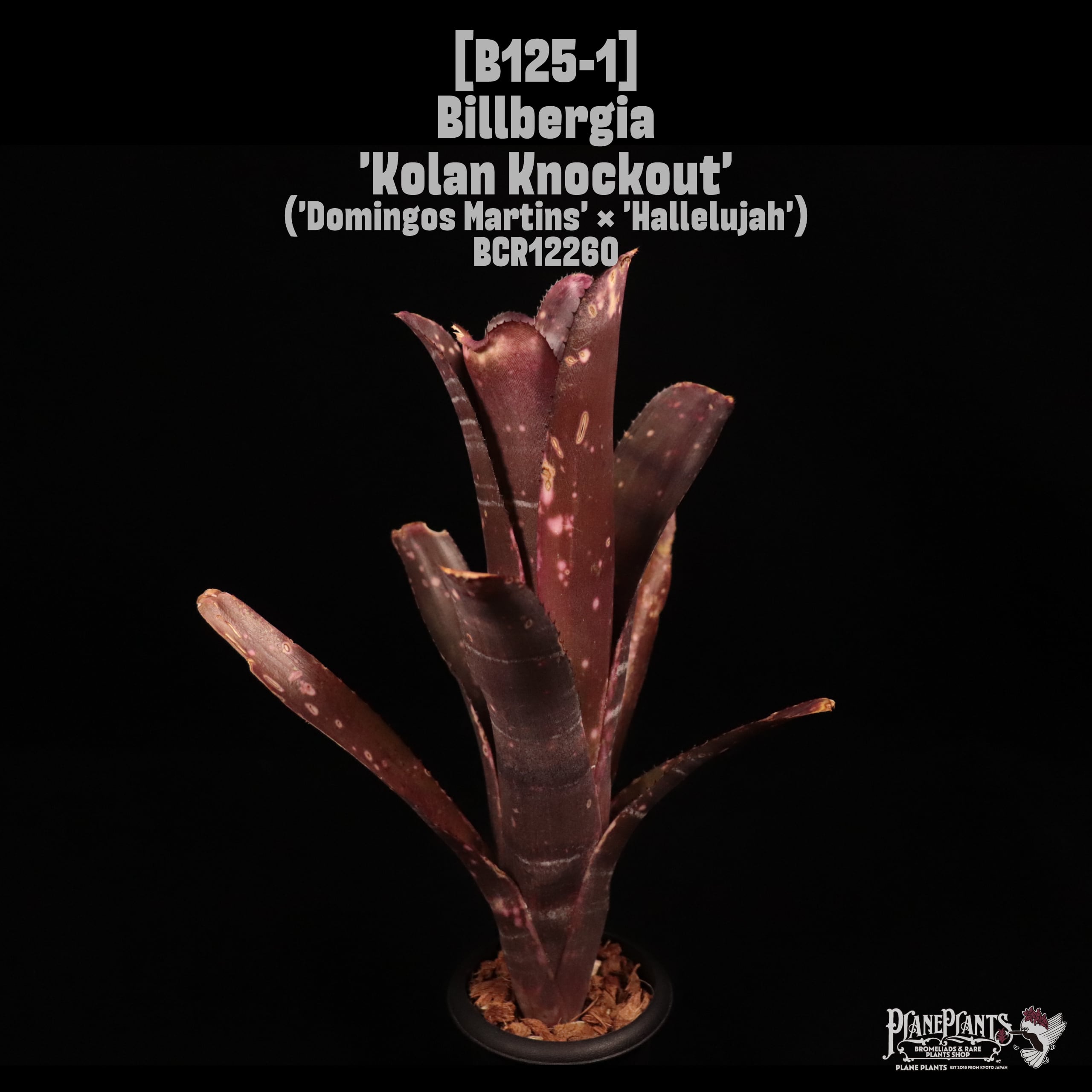 Billbergia 'Kolan Knockout'〔ビルベルギア〕B125-1