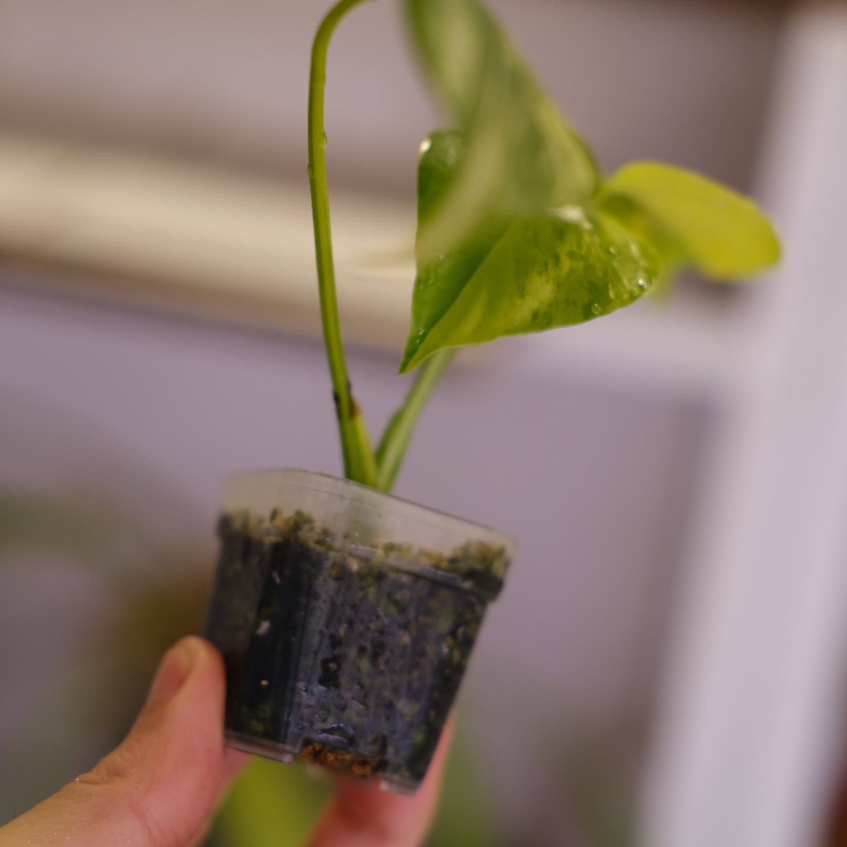 Monstera 'Yellow Marilyn'②｜モンステラ イエロー マリリン｜観葉