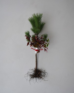 根引松のお飾り No.4