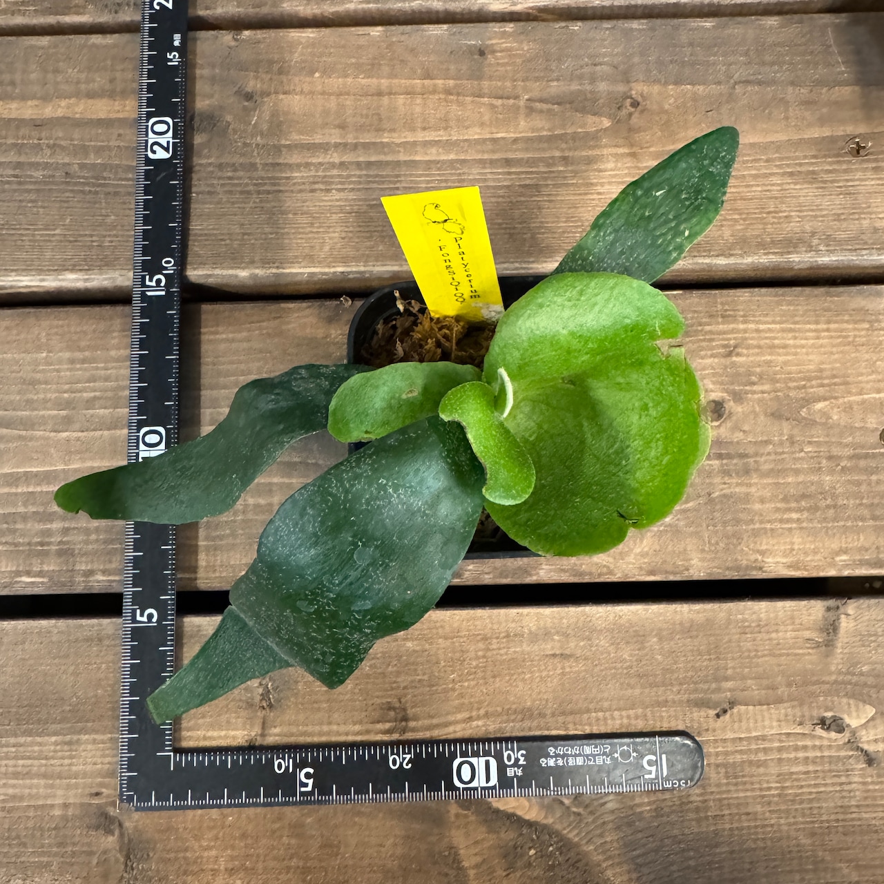 ビカクシダ Foong Siqi【884】