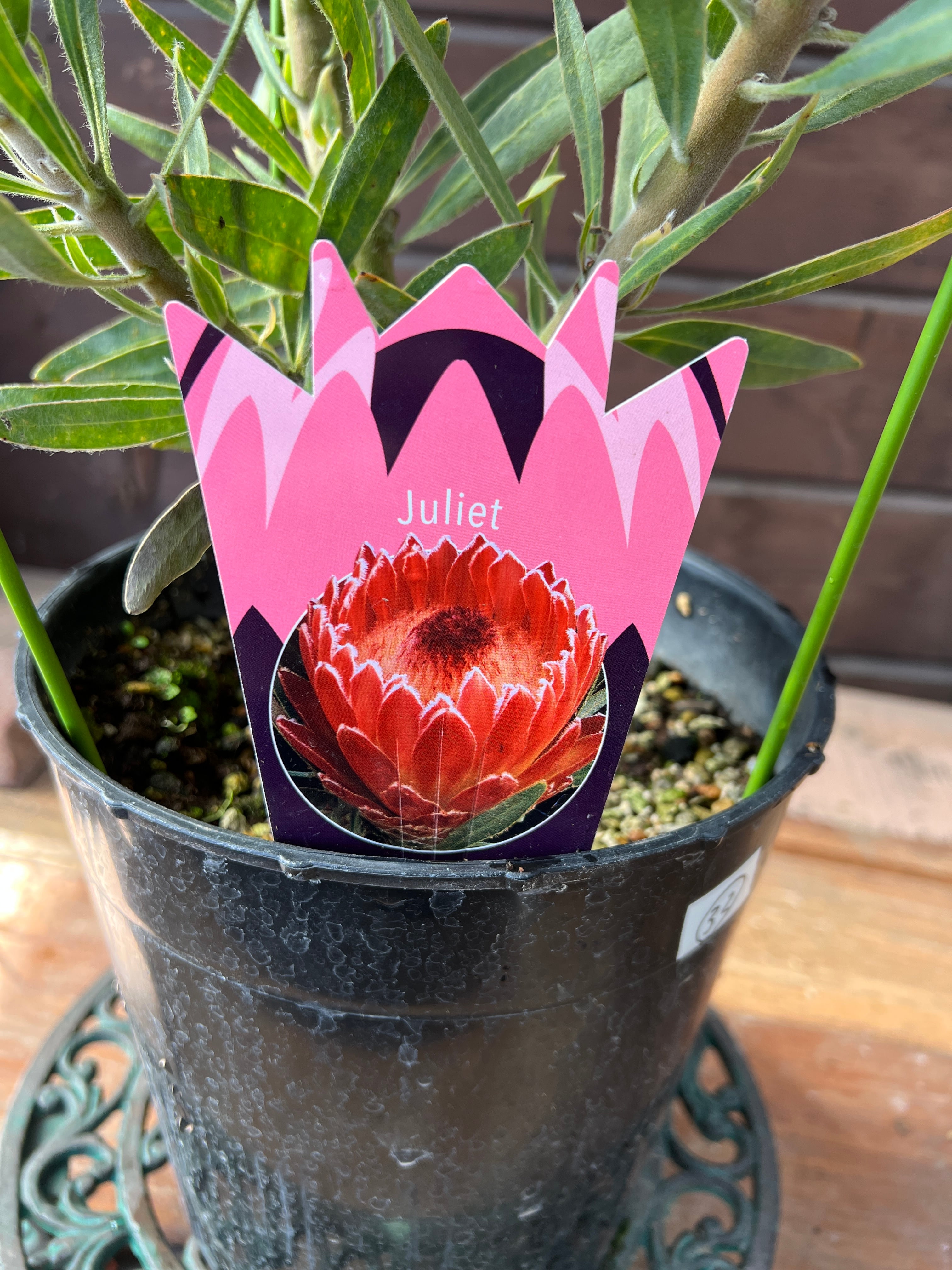 プロテア ジュリエット① 花:7個 | 沼ノ上農園