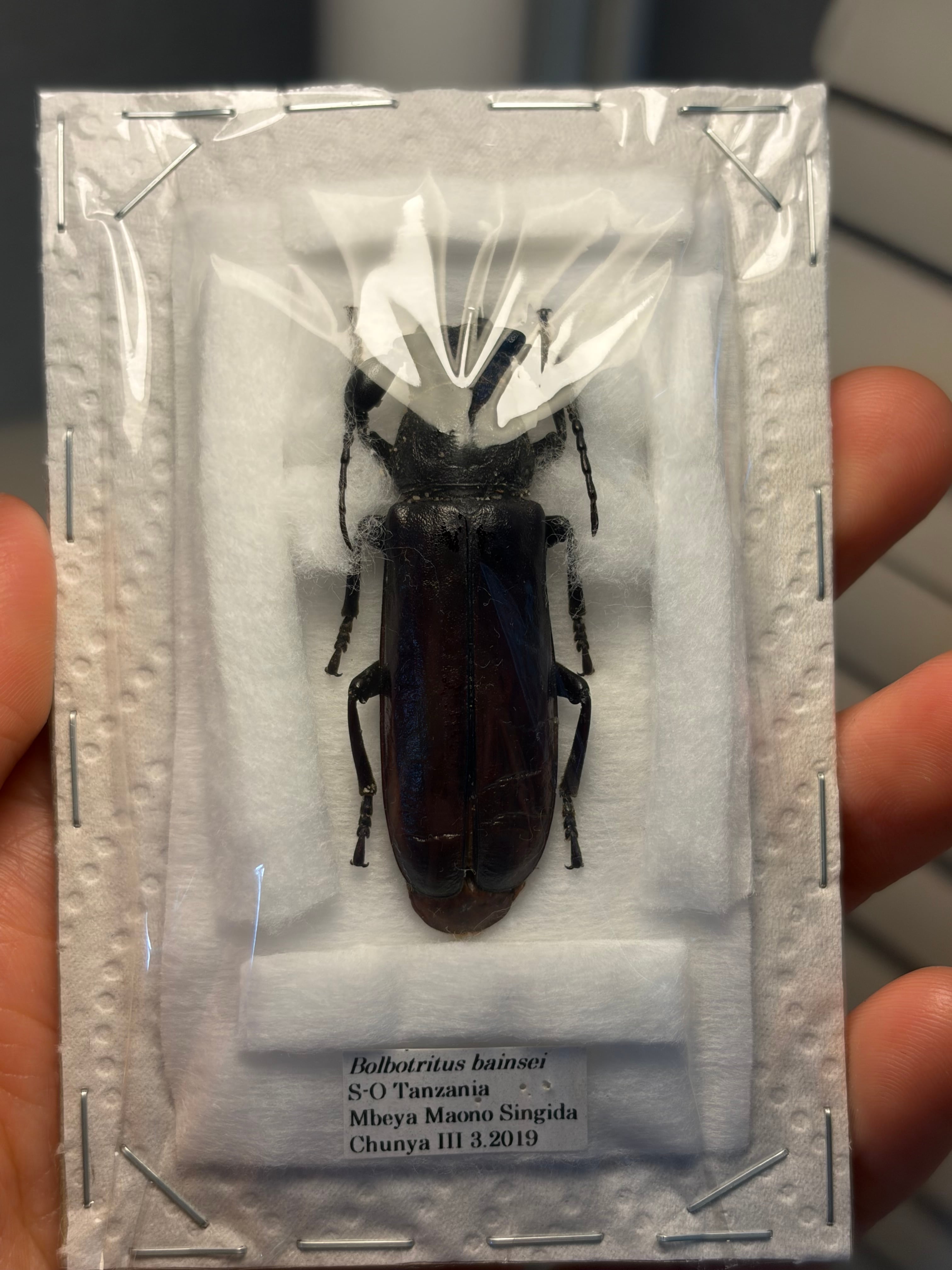 一属一種】Bolbotritus bainesiウスバカミキリ ミヤマカミキリ 昆虫
