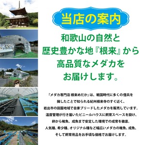 〖5匹＋補償1匹〗フロマージュ体外光 稚魚 1～1.5cm  無選別｜改良メダカ