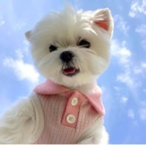 3-70/小型犬用　Tシャツ 夏服 かわいいビション・ポメ対応S