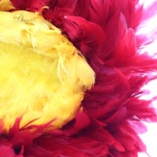 フラダンス ウリウリ マラカス 小物 小道具 楽器 タヒチアン レッド系 赤 イエロー系 黄色 分離型 着脱式 片手 民族舞踊 ダンス 羽 ファー 舞台 楽器 小道具 踊り フラダンス用 ダンス小物 イベント用品 マラカス赤 片手持ち ダンス道具