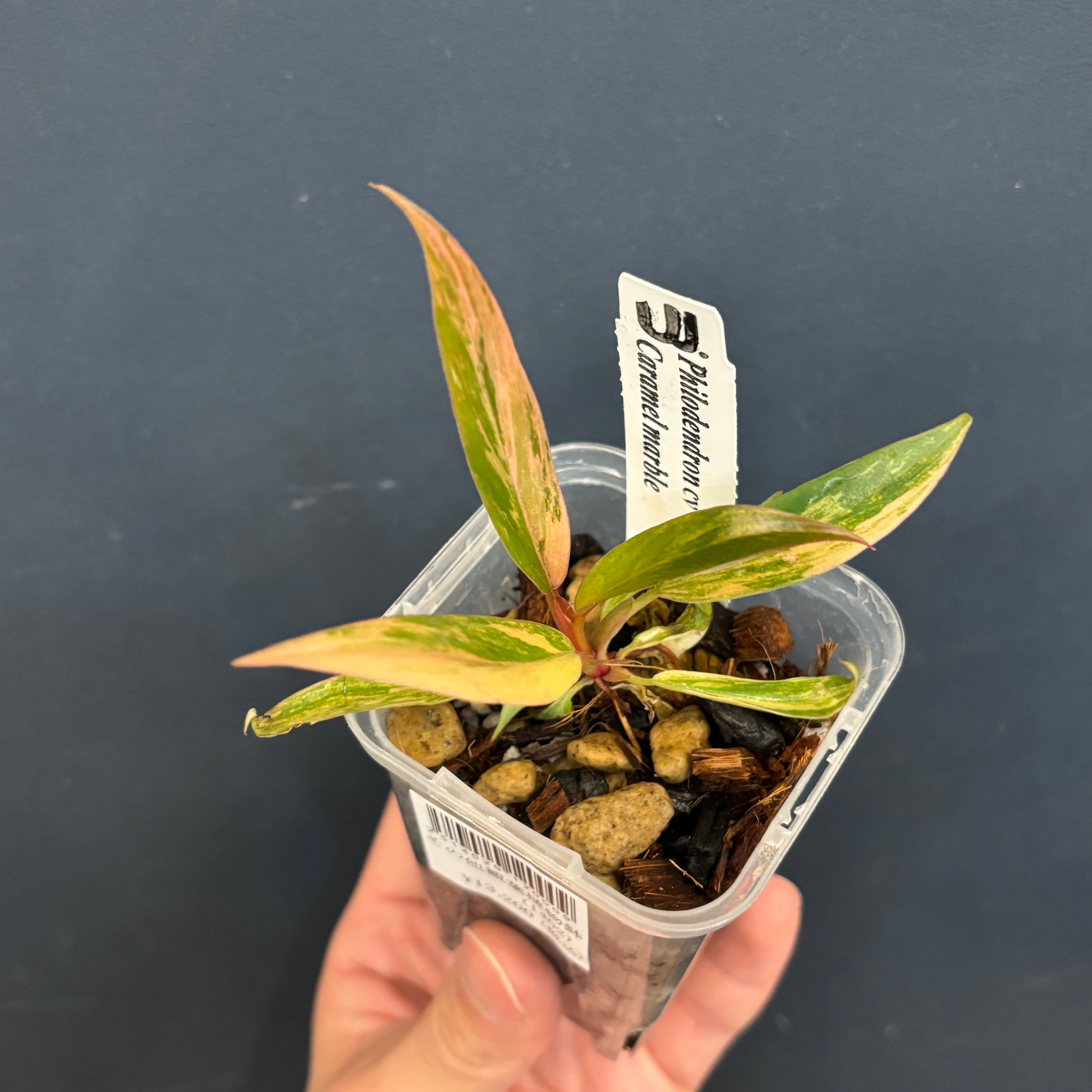 フィロデンドロン キャラメル マーブル フィロデンドロン キャラメル