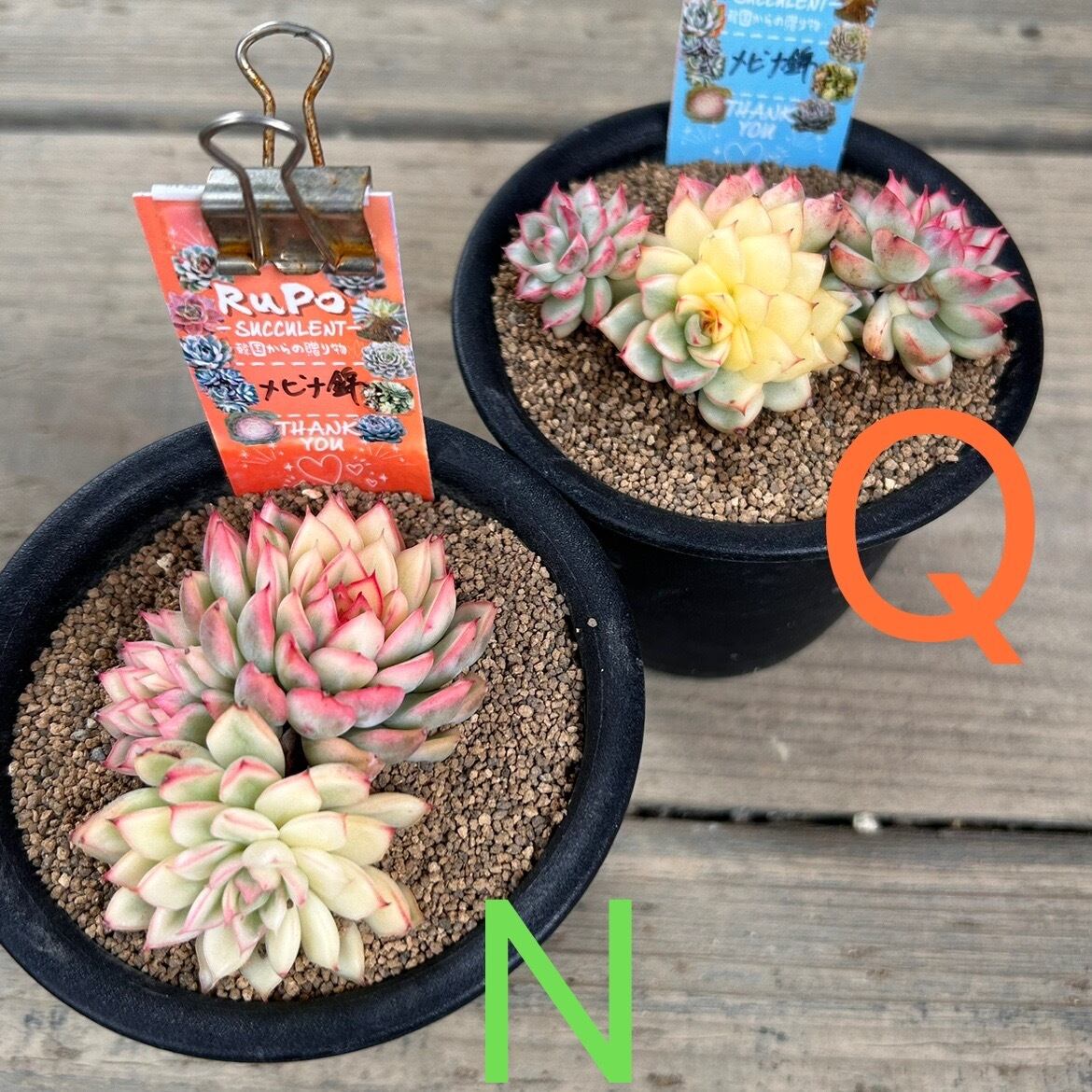 メビナ錦(お一つのお値段です | RuPo 多肉植物専門店