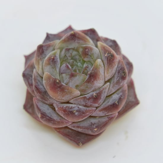 Anthurium Ralph Lynam / アンスリウム・ラルフ・リナム② | Pay ID