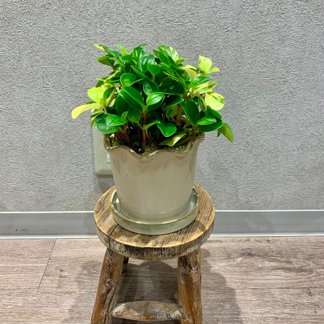 一点もの【ペペロミア・グラベラ】｜ギフト｜フラワーギフト｜ペペロミア陶器｜自分用