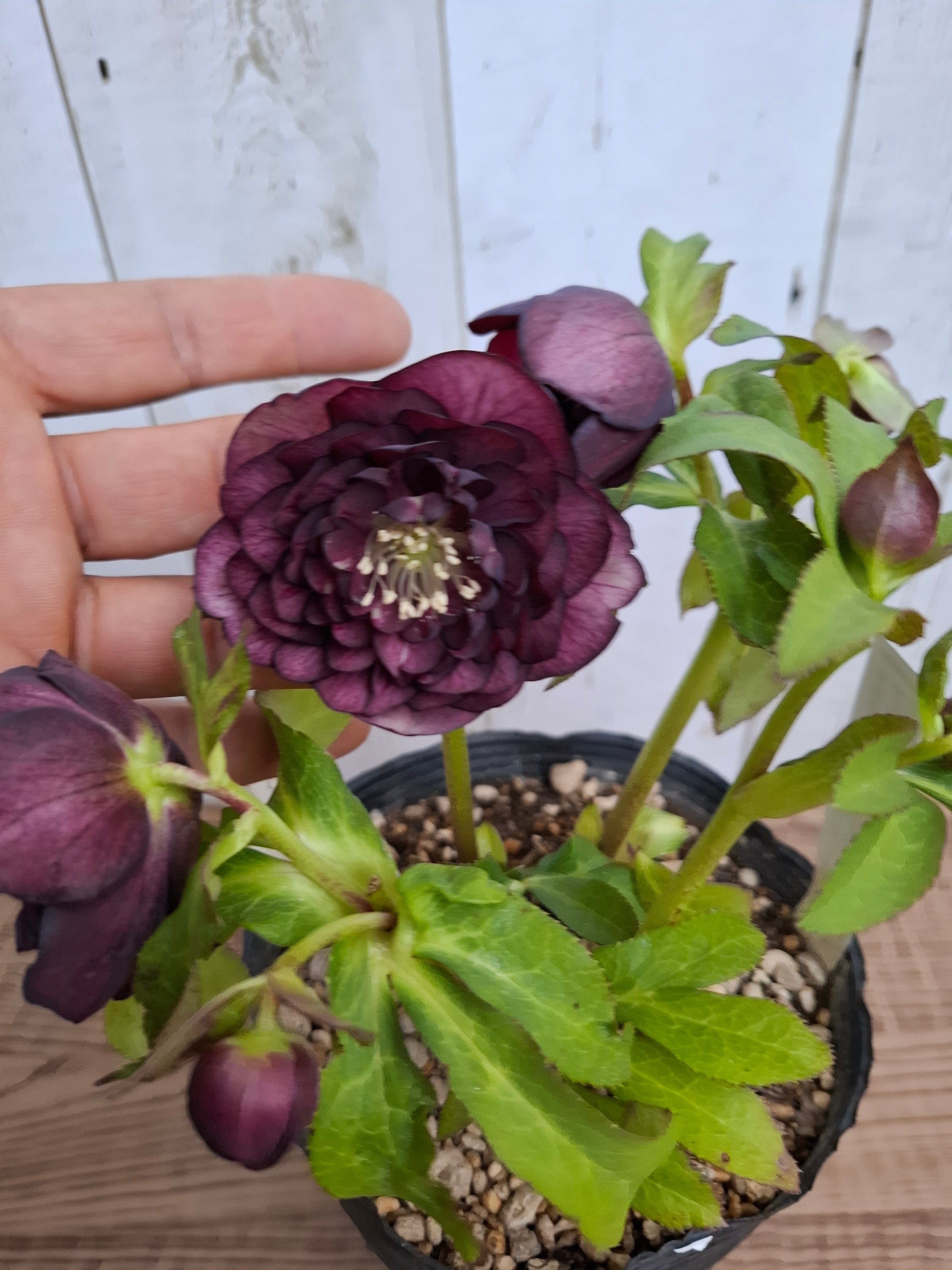 1/18up クリスマスローズ（加藤農園）【アンティーク アフロディーテ