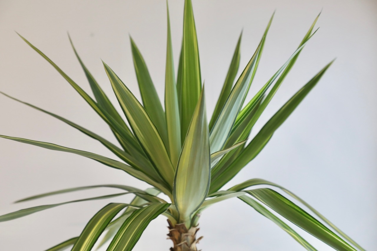 【23区内限定配送】ユッカ エレファンティペス バリエガータ/Yucca elephantipes　※陶器鉢カバー別