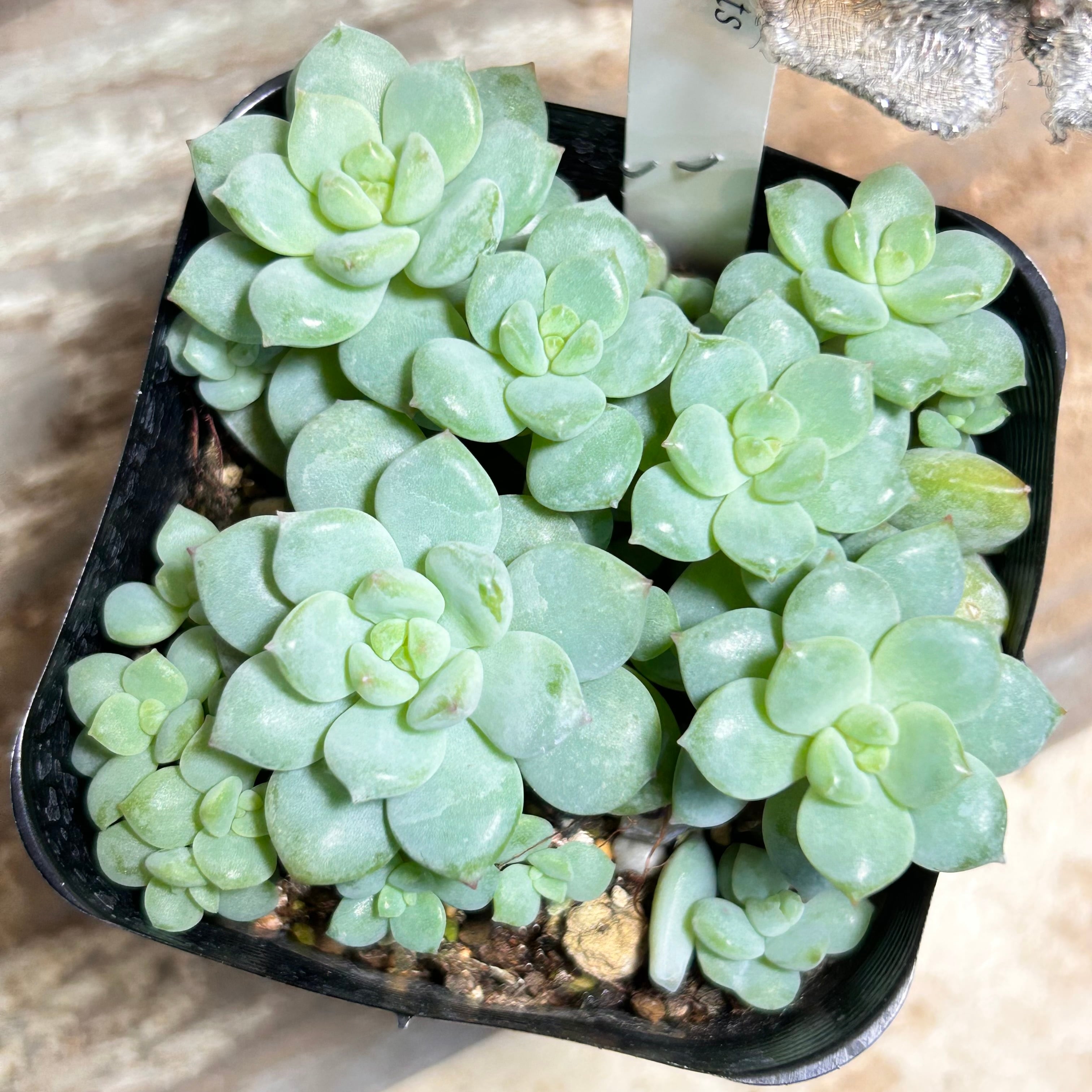 スヨン | RuPo 多肉植物専門店