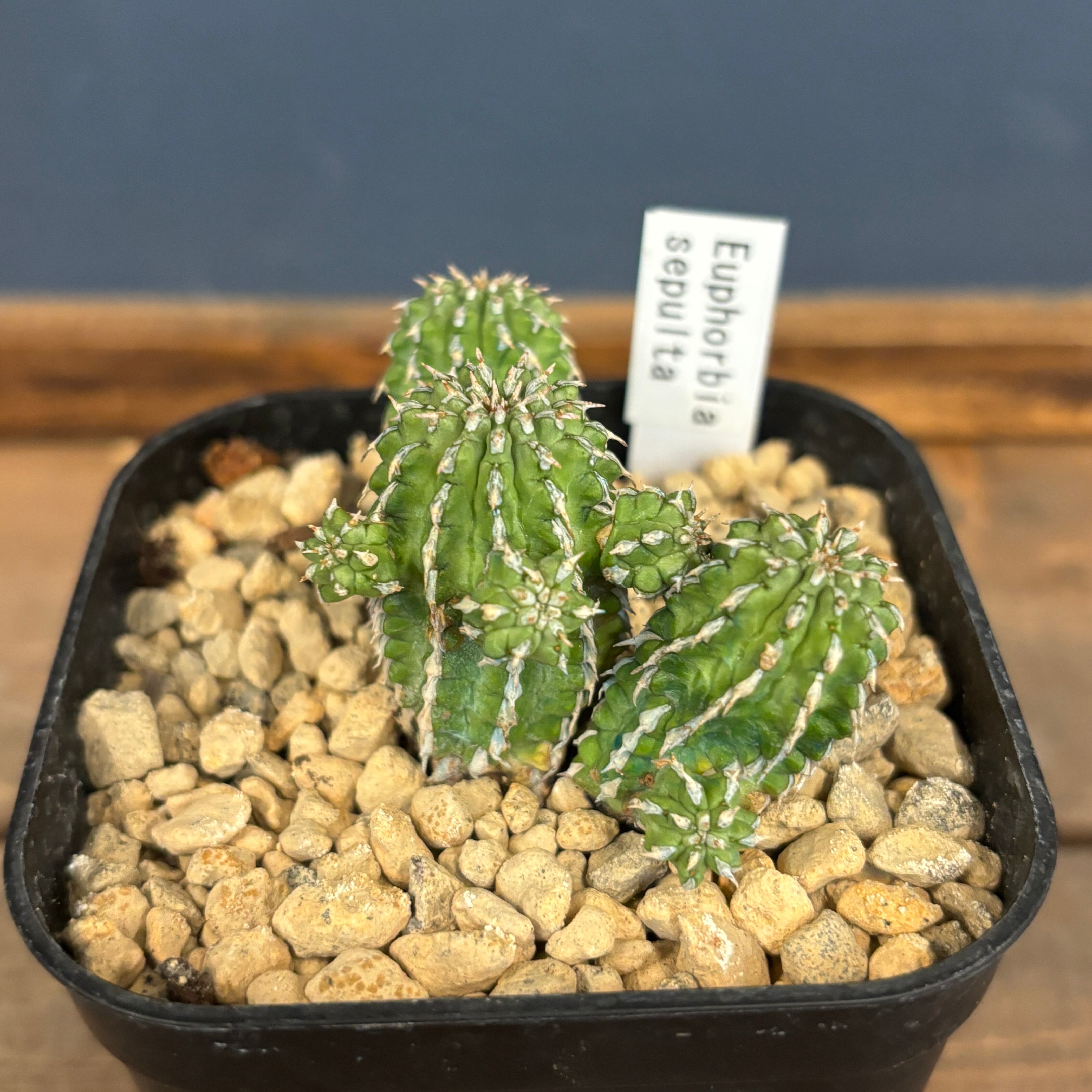 多肉植物 | PROTOLEAF プロトリーフ