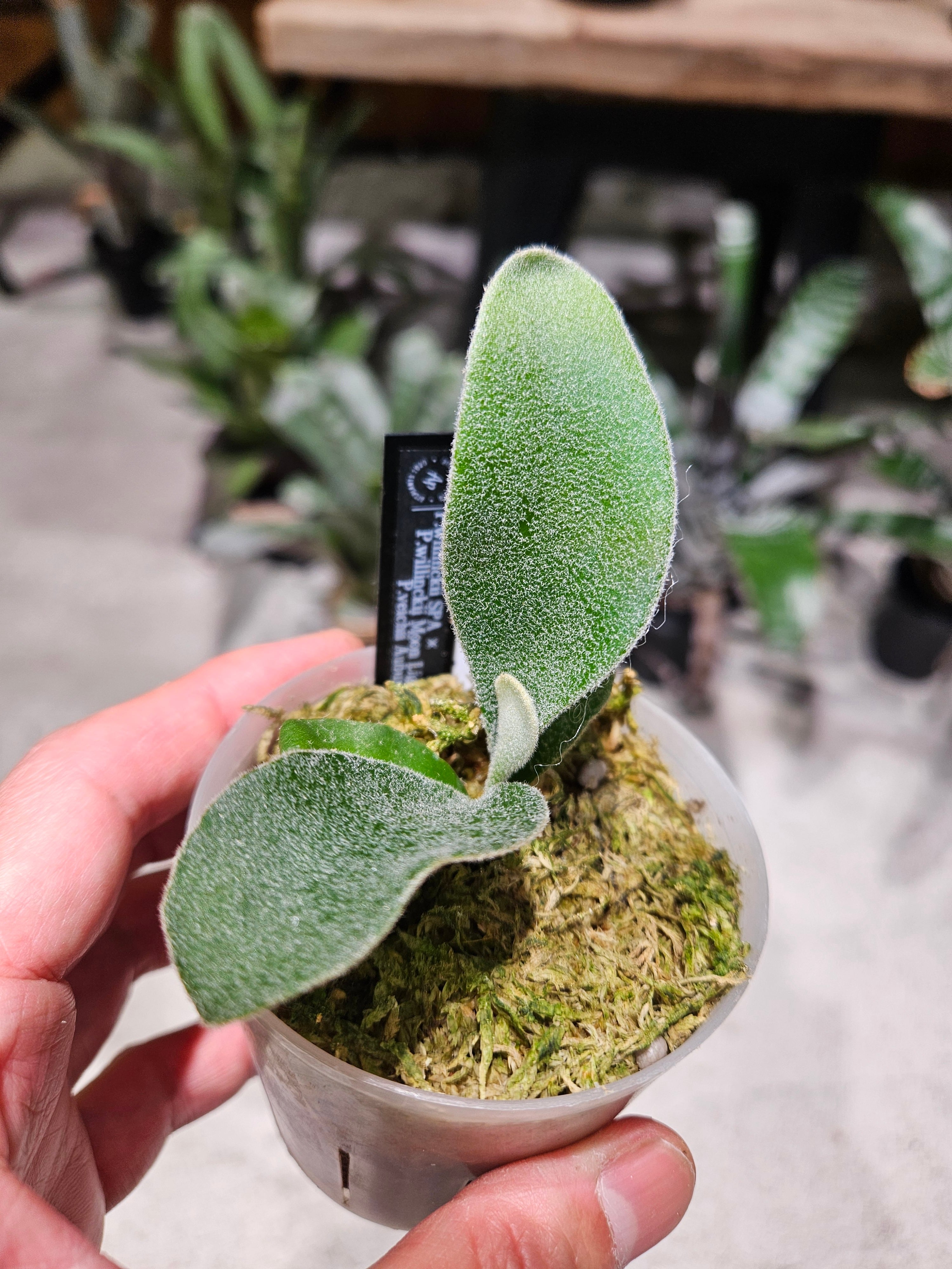 P.Willinckii cv. Coral (Sporelings) 【artPLANTs】ビカクシダ