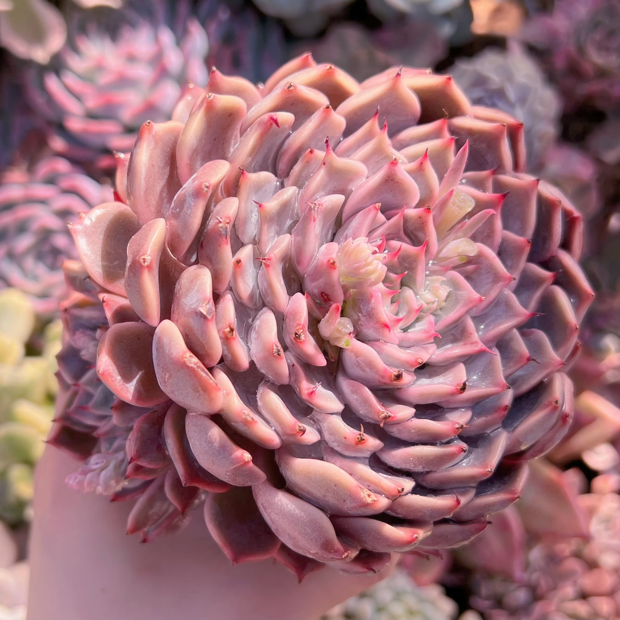 現品　ピンクザラゴーサ#264　大苗　るる農園