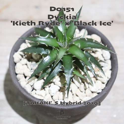 【送料無料】'Kieth Ryde' x 'Black Ice' 〔ディッキア original hybrid〕現品発送D0151