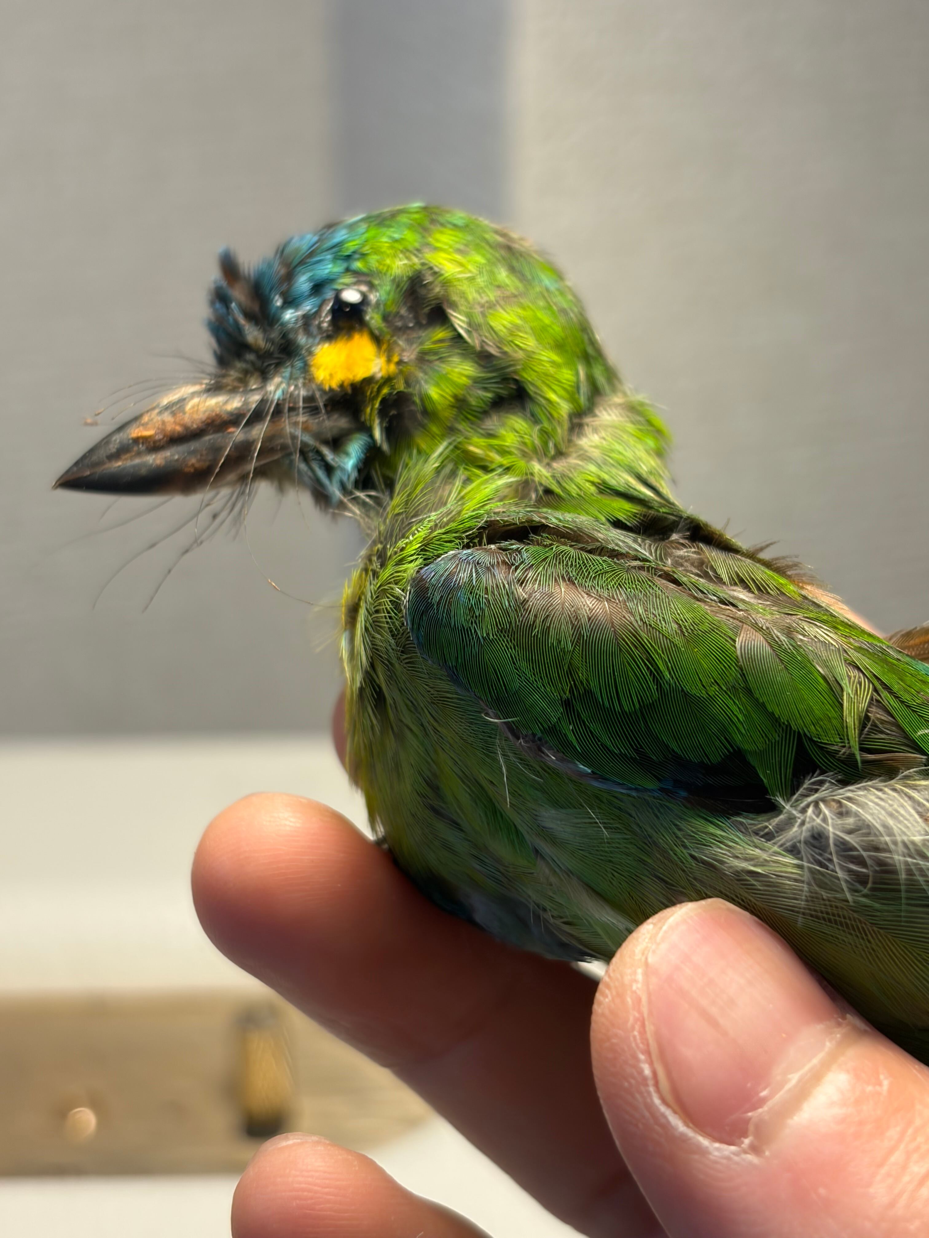 鳥剥製】アオミミゴシキドリ yellow-eared barbet Psilopogon