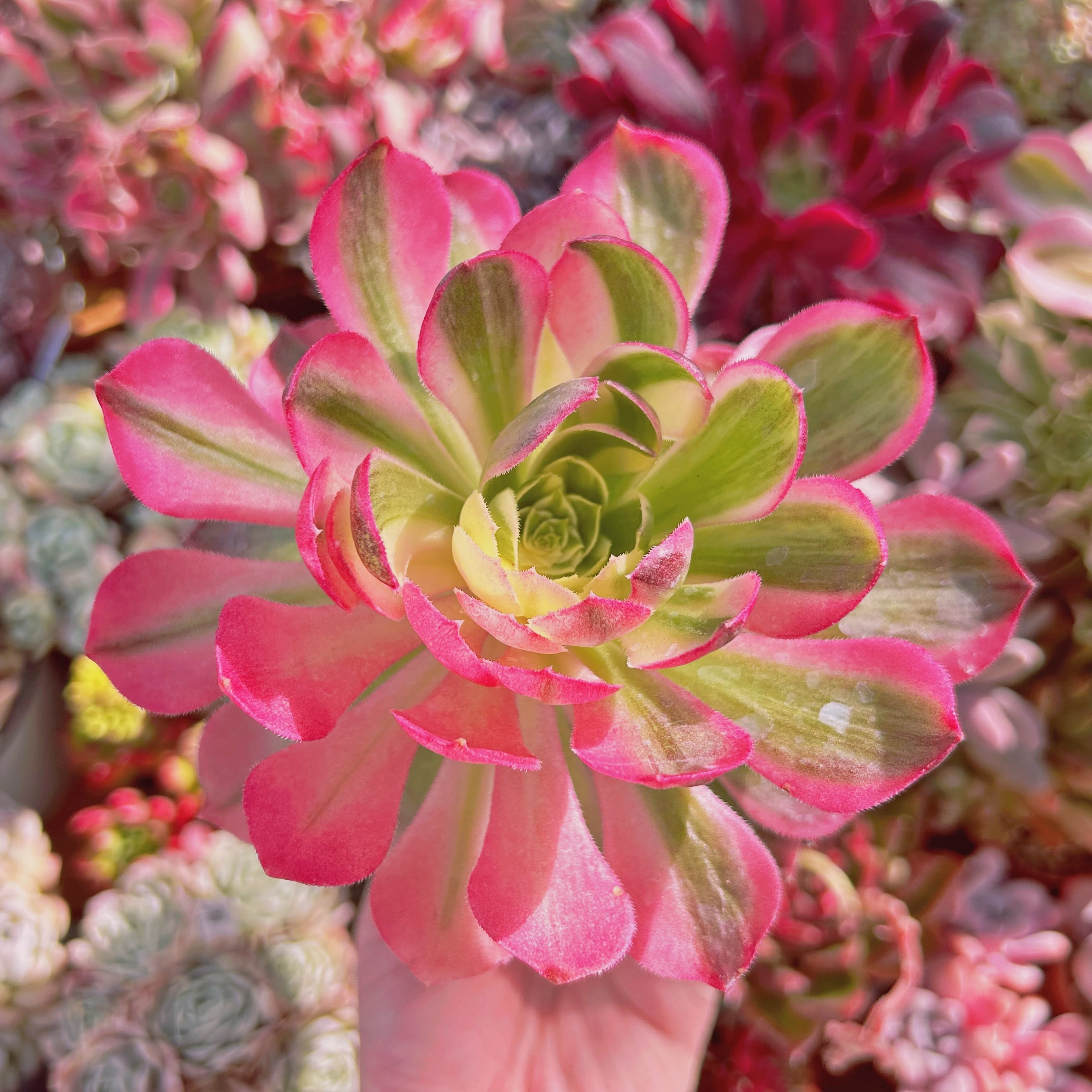 790現物 多肉植物 Aeonium 海王 特大 抜き苗 | るる農園~多肉植物専門