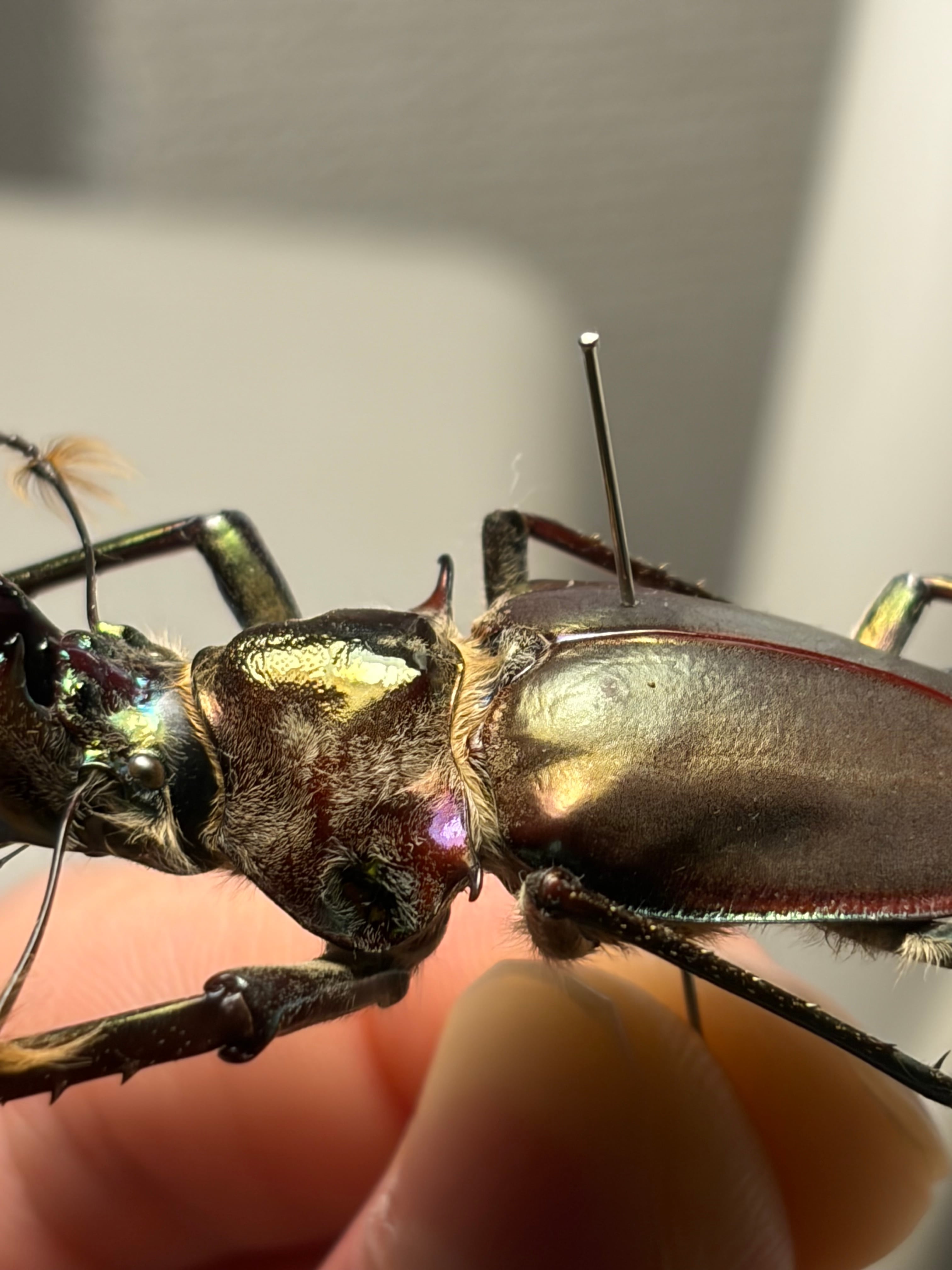有毛79mm】チリクワガタ メタリフェルホソアカクワガタ Wild 昆虫標本