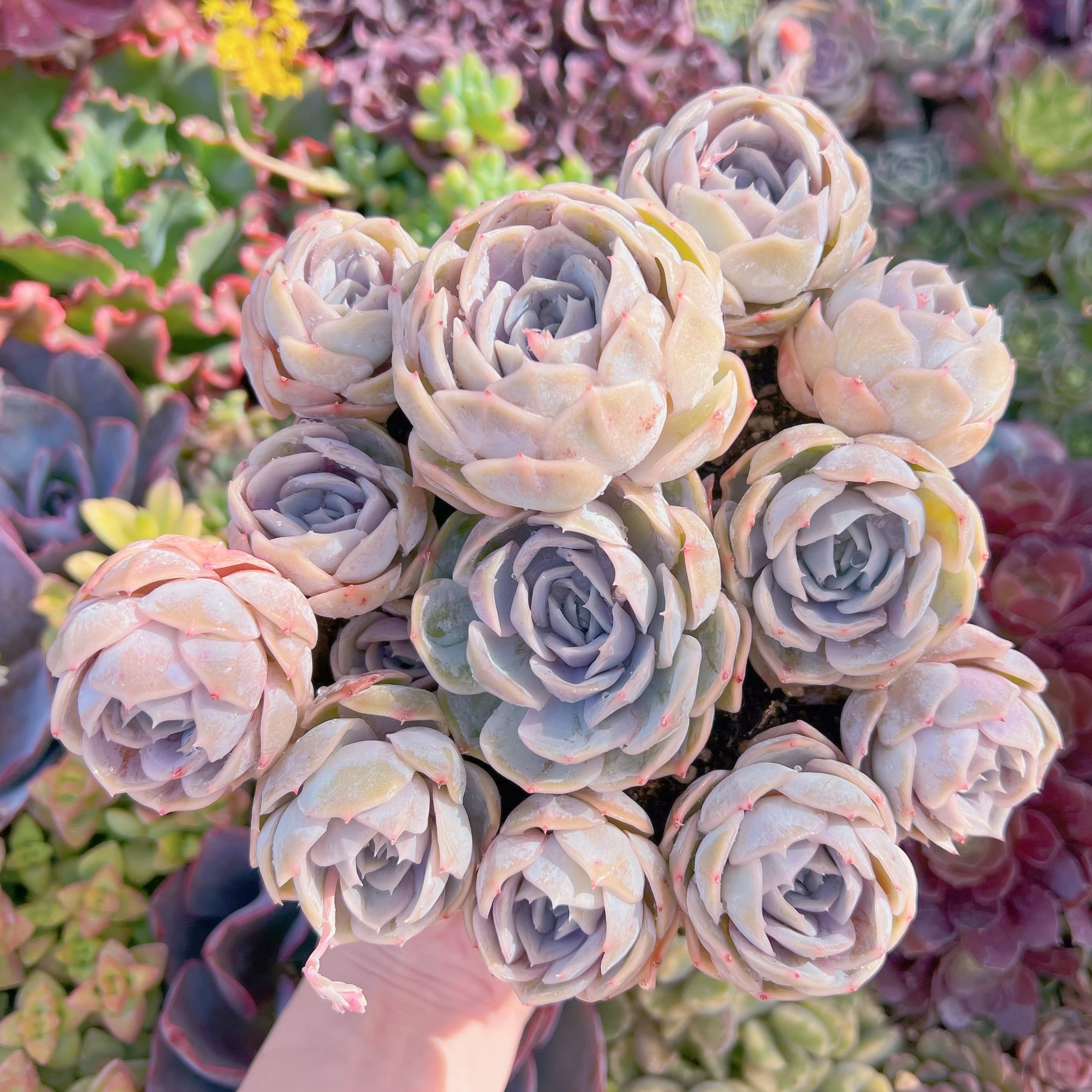 現品　ブルーサプライズ#M254　新入荷　るる農園