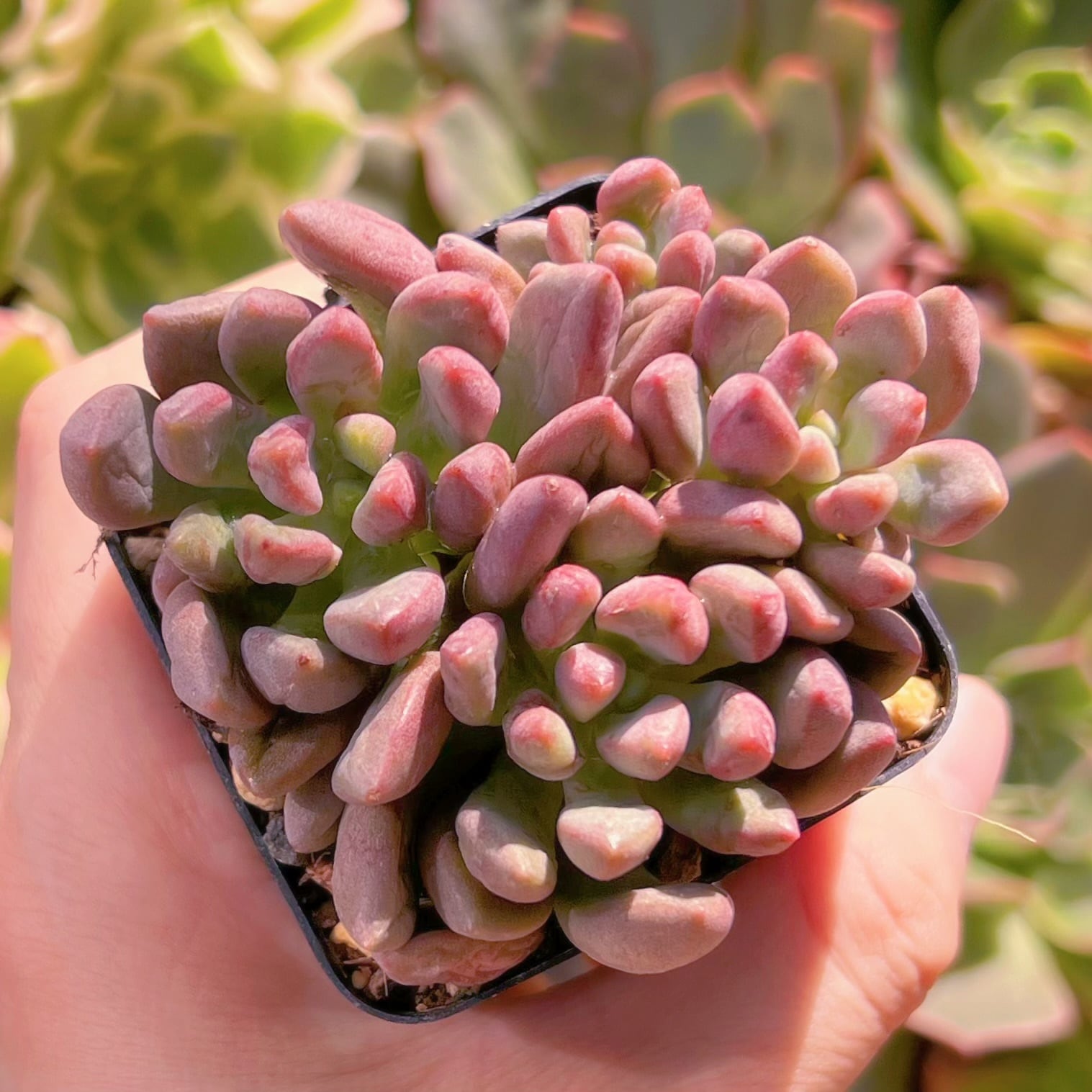 多肉植物　コーラルパール　新入荷　るる農園