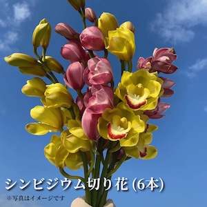 ≪期間限定≫【雪国育ちを産地直送で】シンビジウム(切り花/ご家庭用サイズ6本セット)