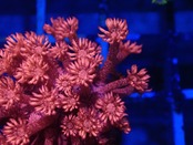【現状ラスト1個体】RedGlitterGoniopora FromAustralia