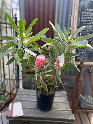 プロテア メイデイ 4F