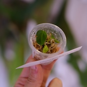 Anthurium BVEP Scott × BVEP Tezula｜実生・アンスリウム｜観葉植物