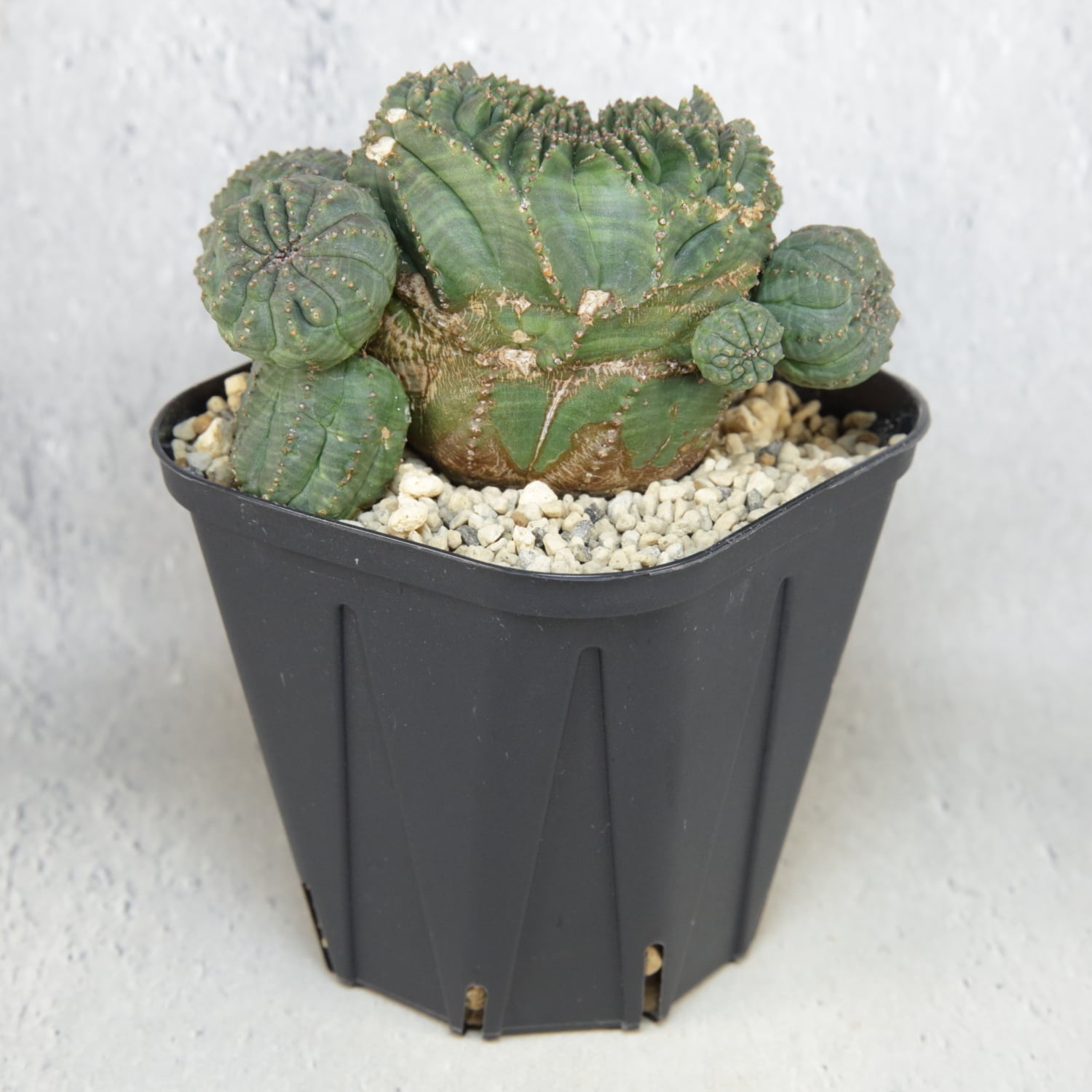 超厳選株】大株 最大幅約9.6cm 仔吹き 円扇綴化 オベサ