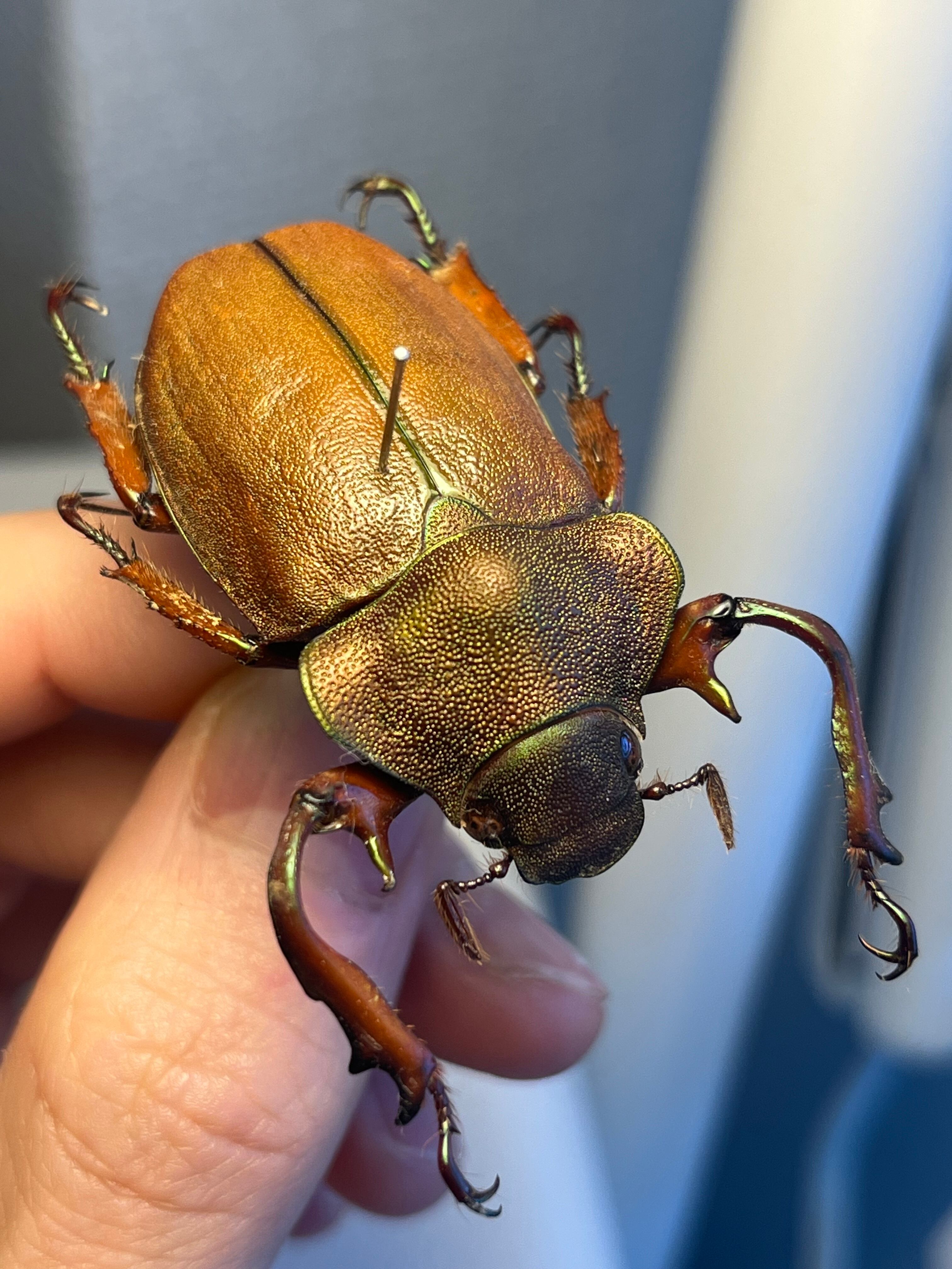 32mm】アシナガミドリツヤツヤコガネ 昆虫標本 プラチナコガネ