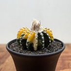 Discocactus horstii variegata【ディスコカクタス・ホルスティ錦】
