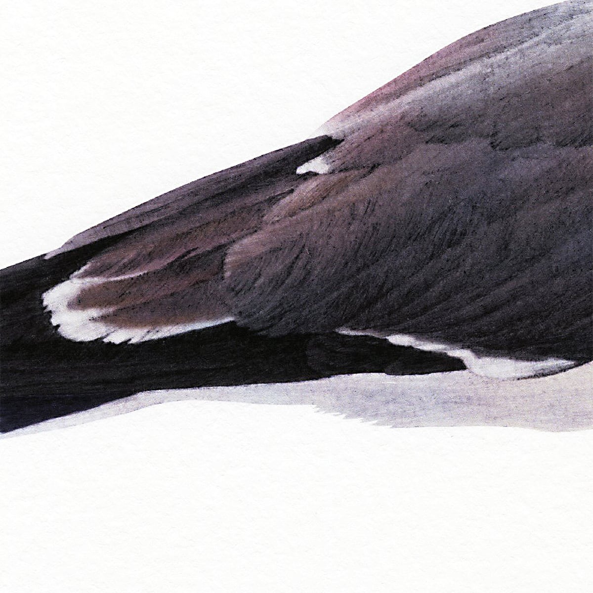 カモメ ｜ 版画 | muto fumiaki artwork