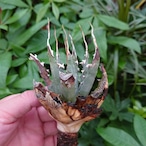 アガベ ユタエンシス ネバデンシス YN4 Agave uthaensis var. nevadensis