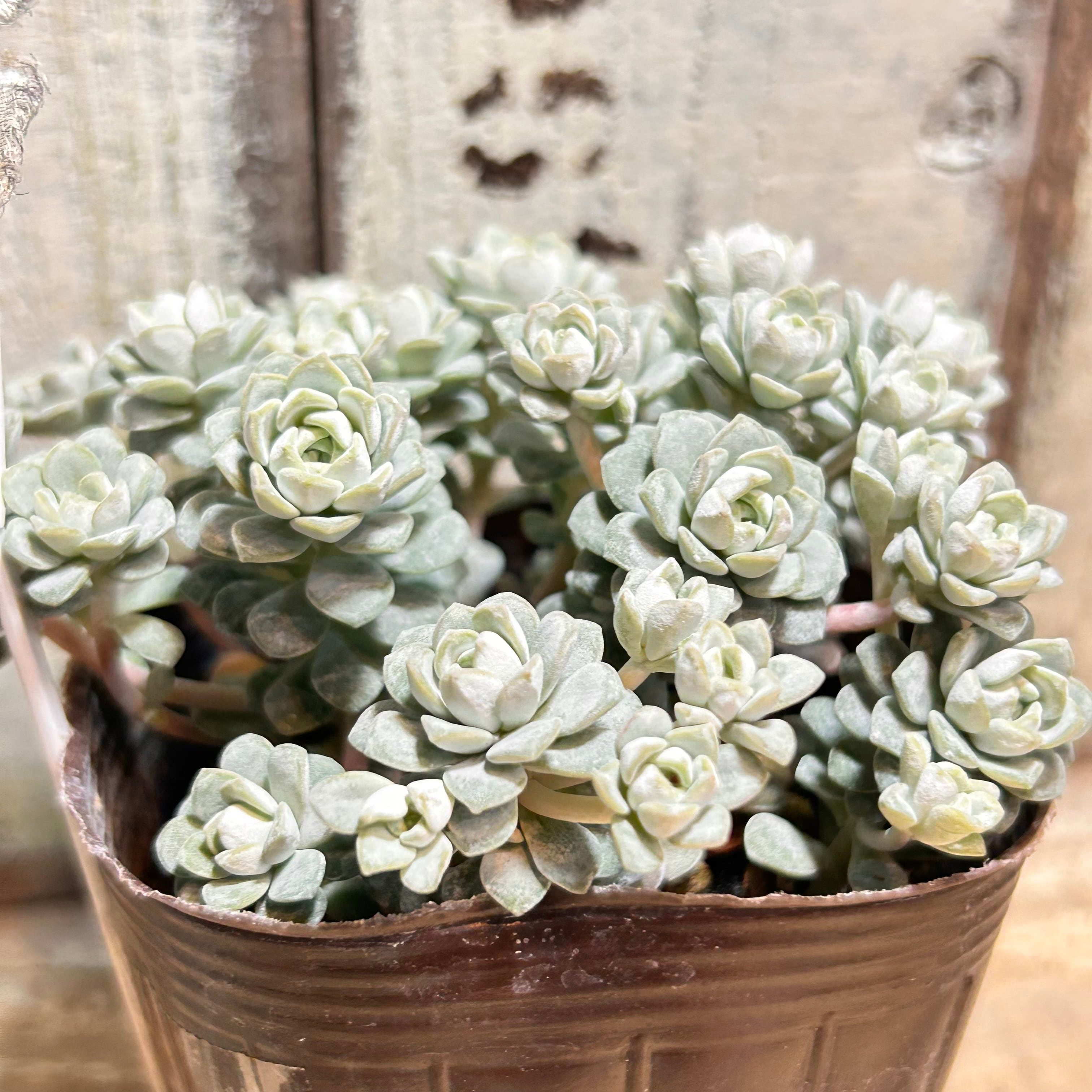 白雪ミセバヤ | RuPo 多肉植物専門店