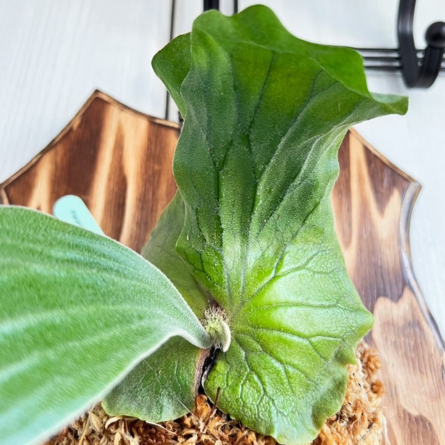 ビカクシダ エレファントティス 子株 板付 【観葉植物 壁掛け コウモリラン】